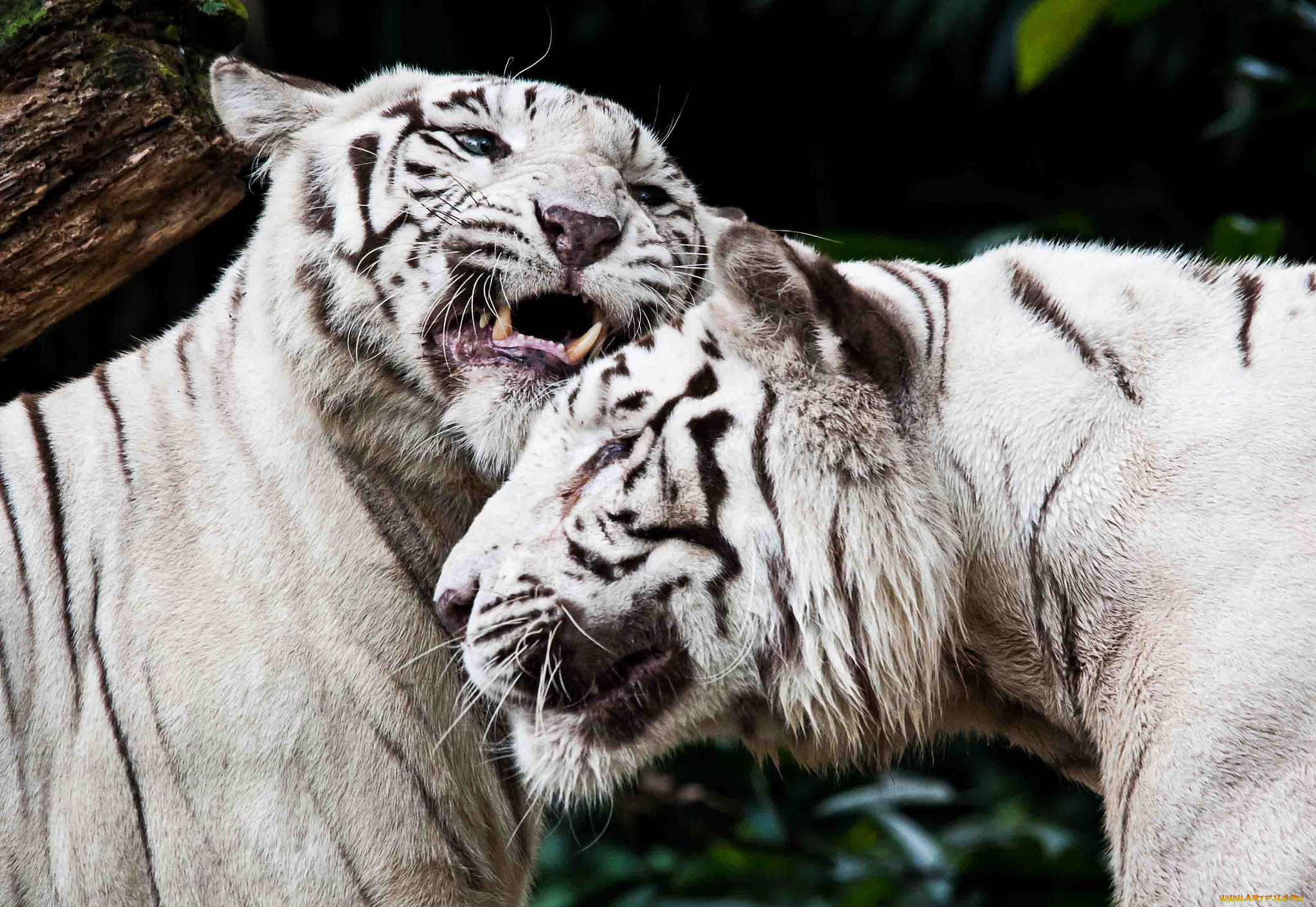 животные, тигры, чувства