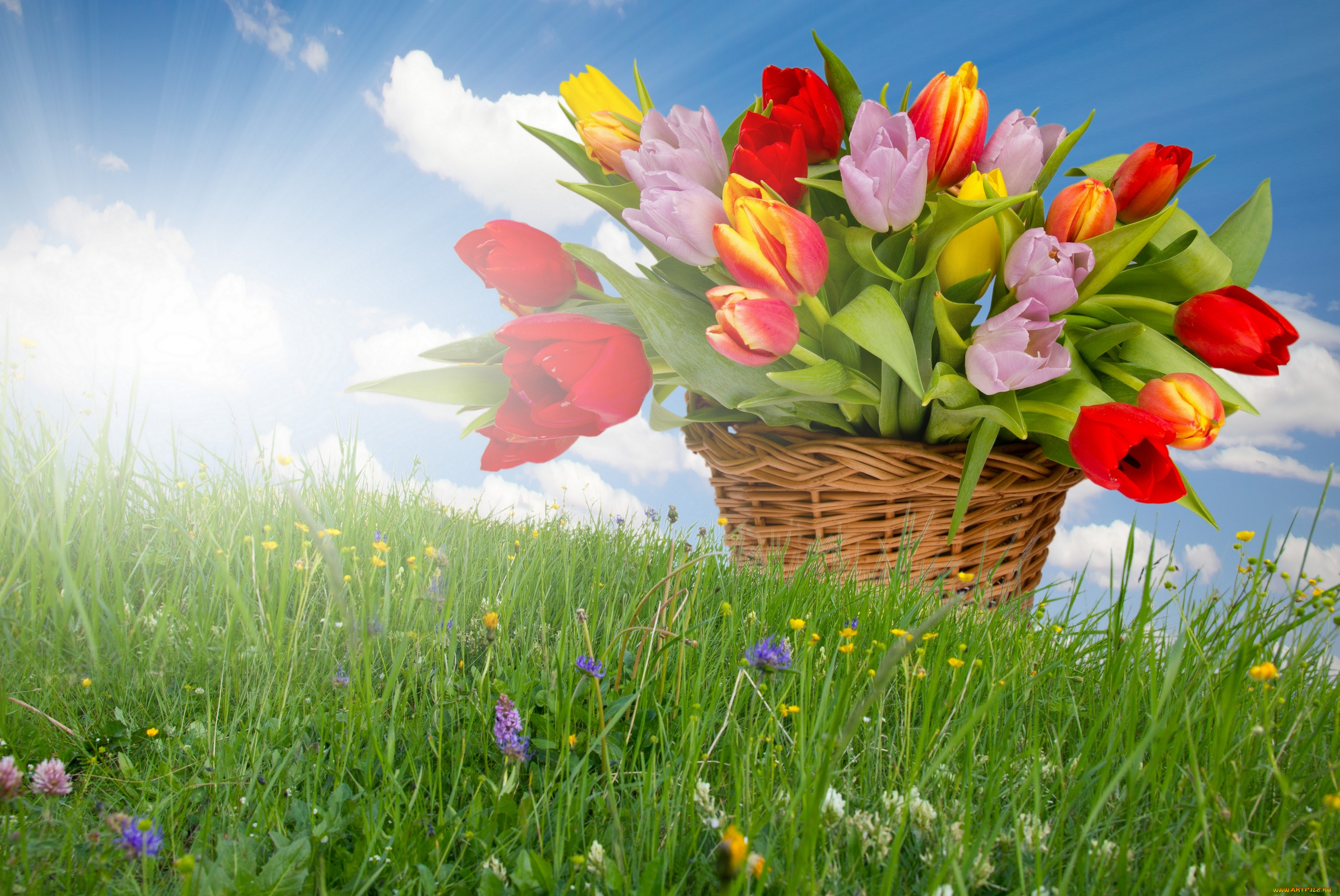 цветы, тюльпаны, корзина, тюльпанов, солнечные, лучи, травка, весна