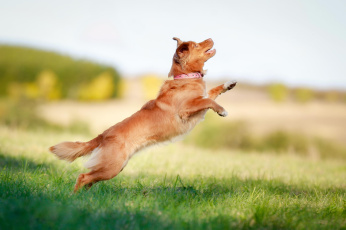 Картинка животные собаки боке прыжок retriever