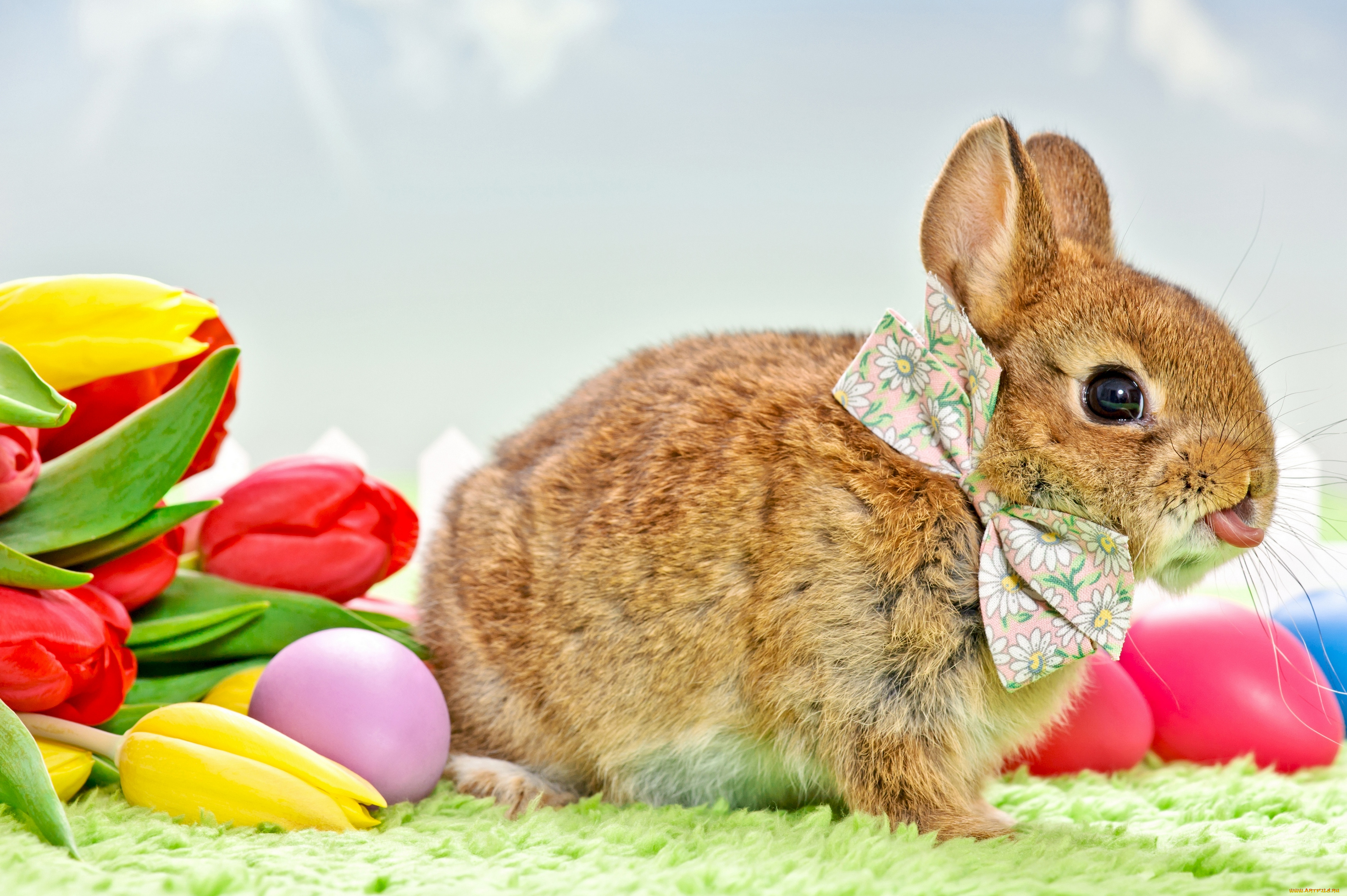 животные, кролики, , зайцы, праздник, пасха, цветы, тюльпаны, кролик, бантик, яички