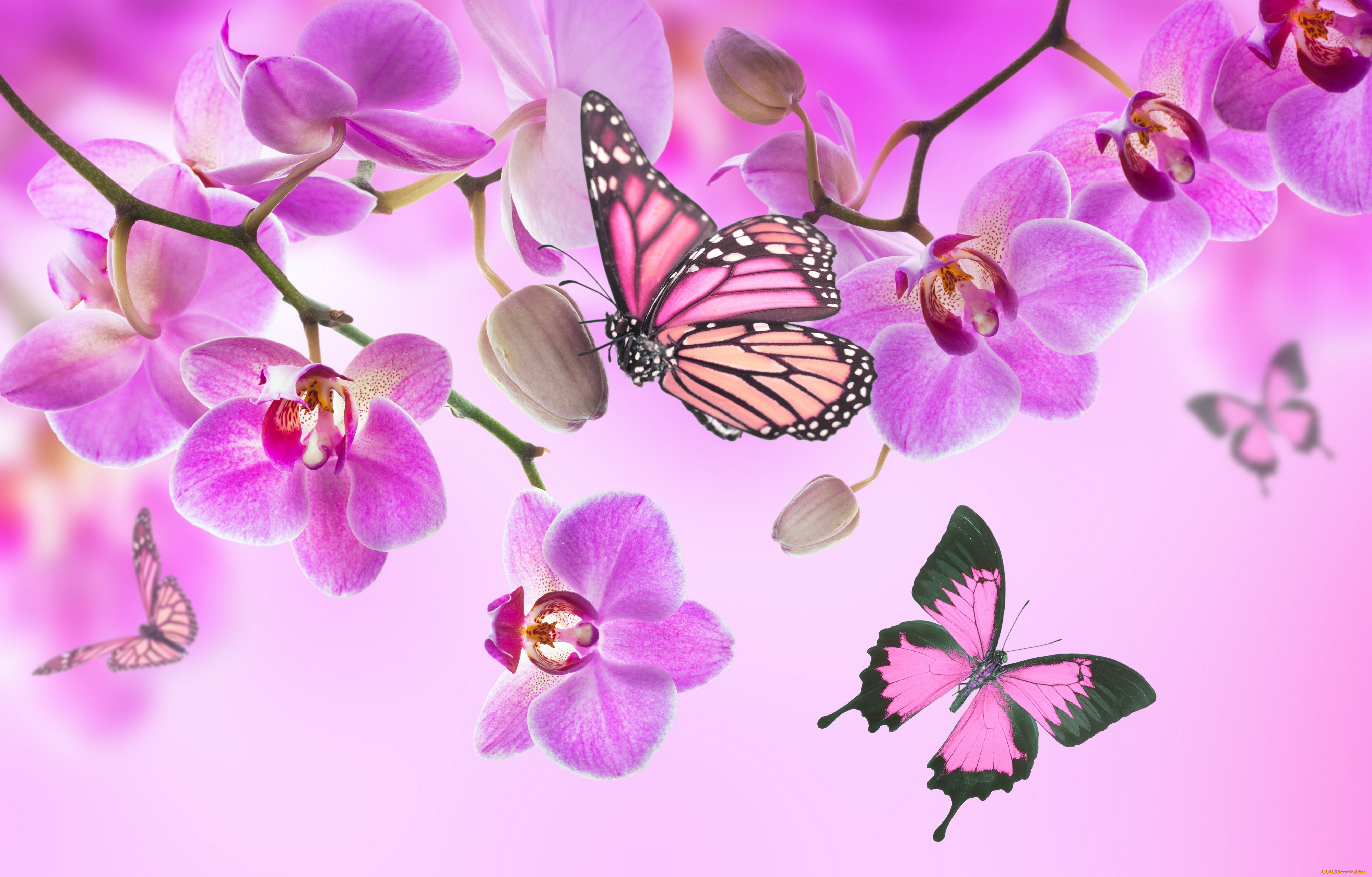 разное, компьютерный, дизайн, beautiful, flowers, orchid, pink, blossom, орхидея, butterflies, бабочки, цветы