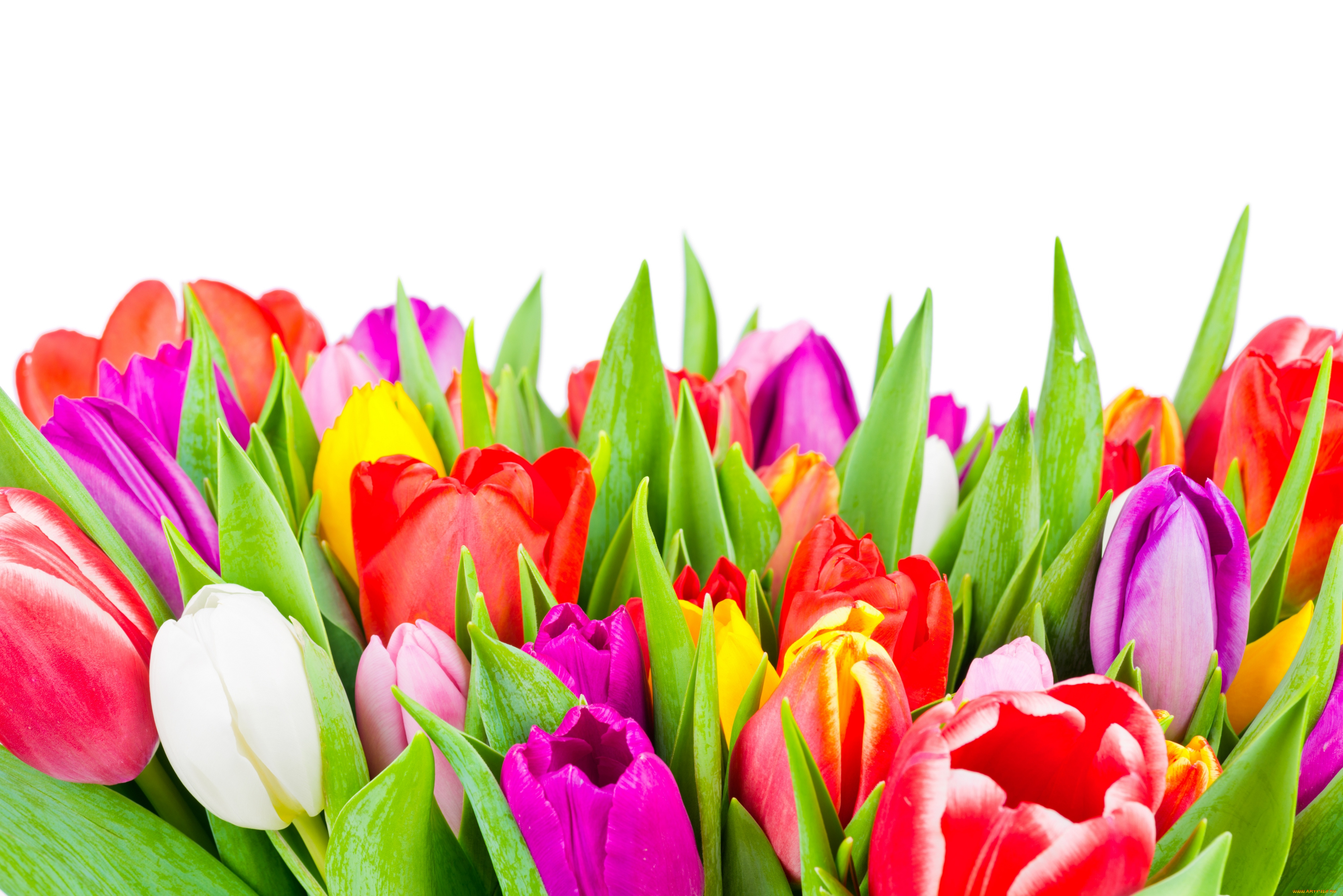 цветы, тюльпаны, tulips, colorful, flowers