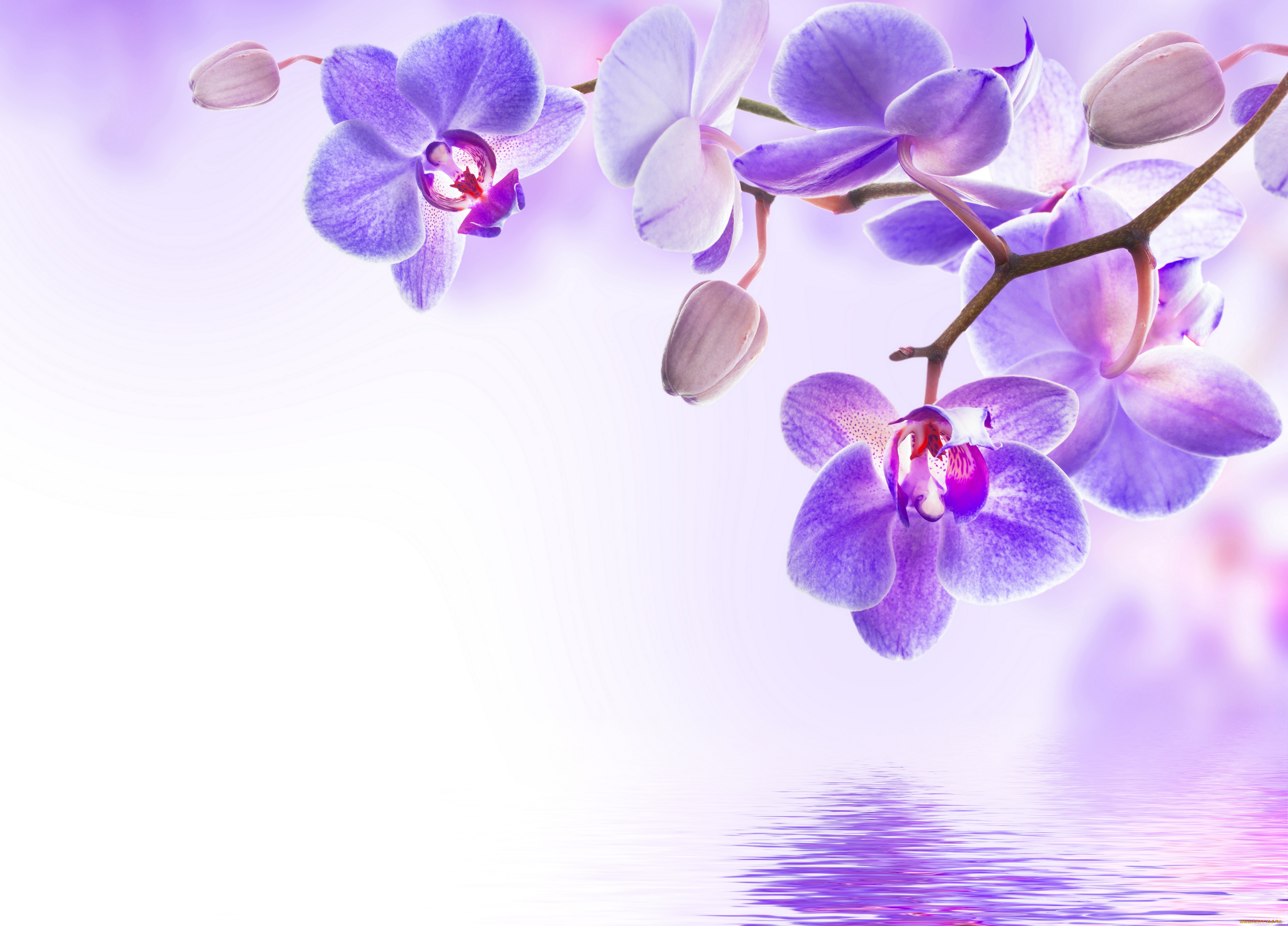 цветы, орхидеи, цветение, вода, beautiful, flowers, reflection, water, orchid, орхидея, purple