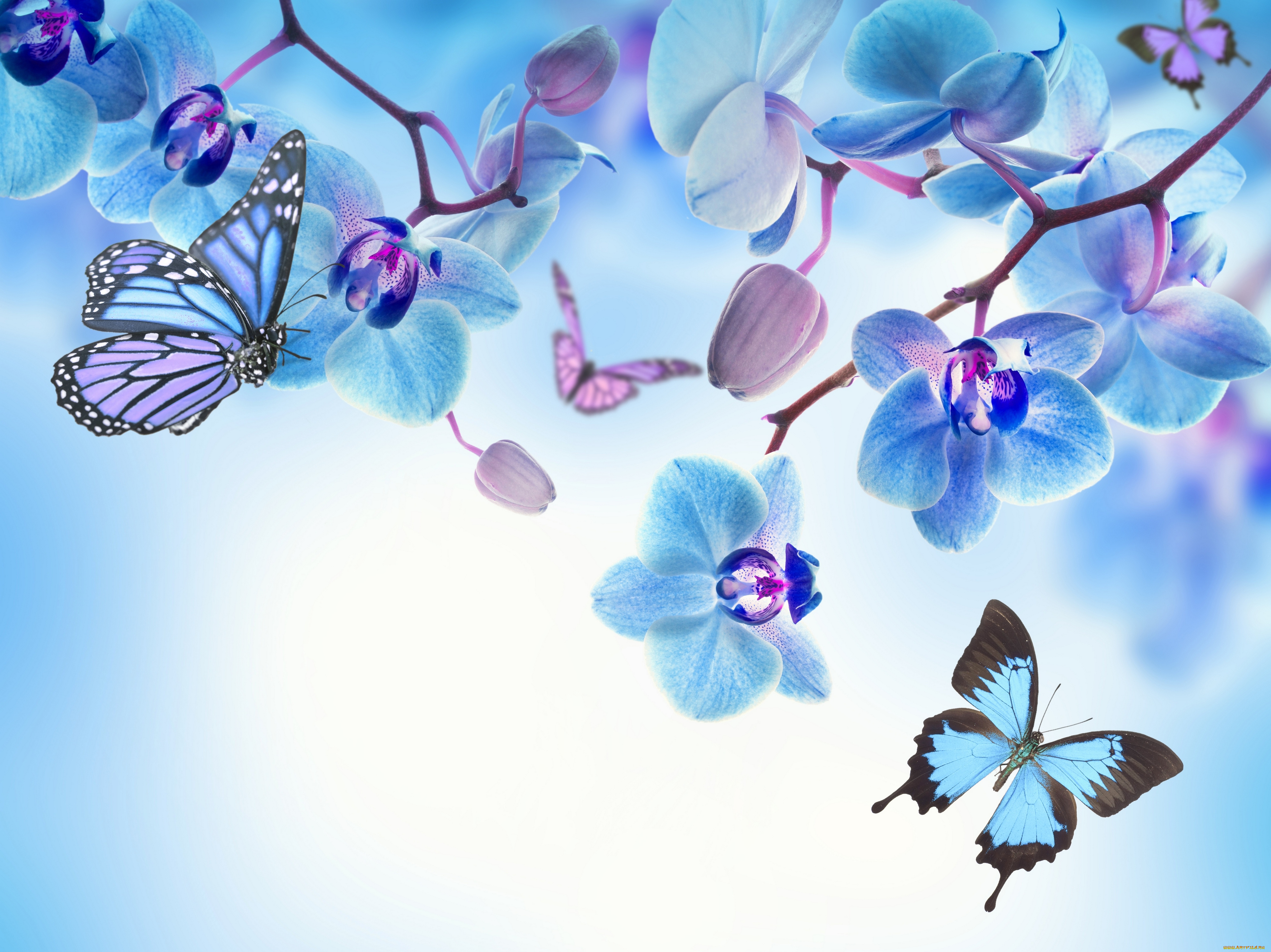 разное, компьютерный, дизайн, blue, flowers, beautiful, butterflies, orchid, орхидея, цветы, бабочки