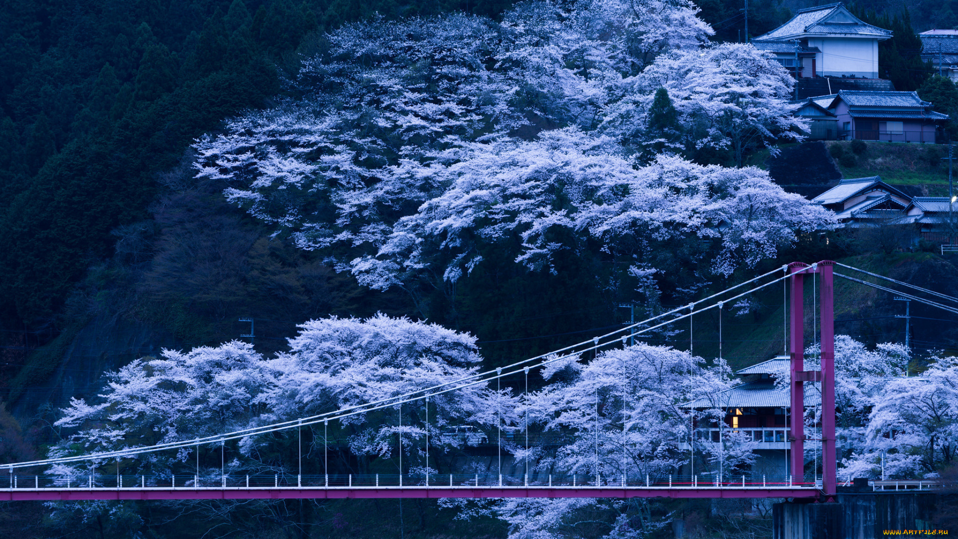 города, -, мосты, Япония, мост, деревья, склон, весна, цветение, сакура, вечер
