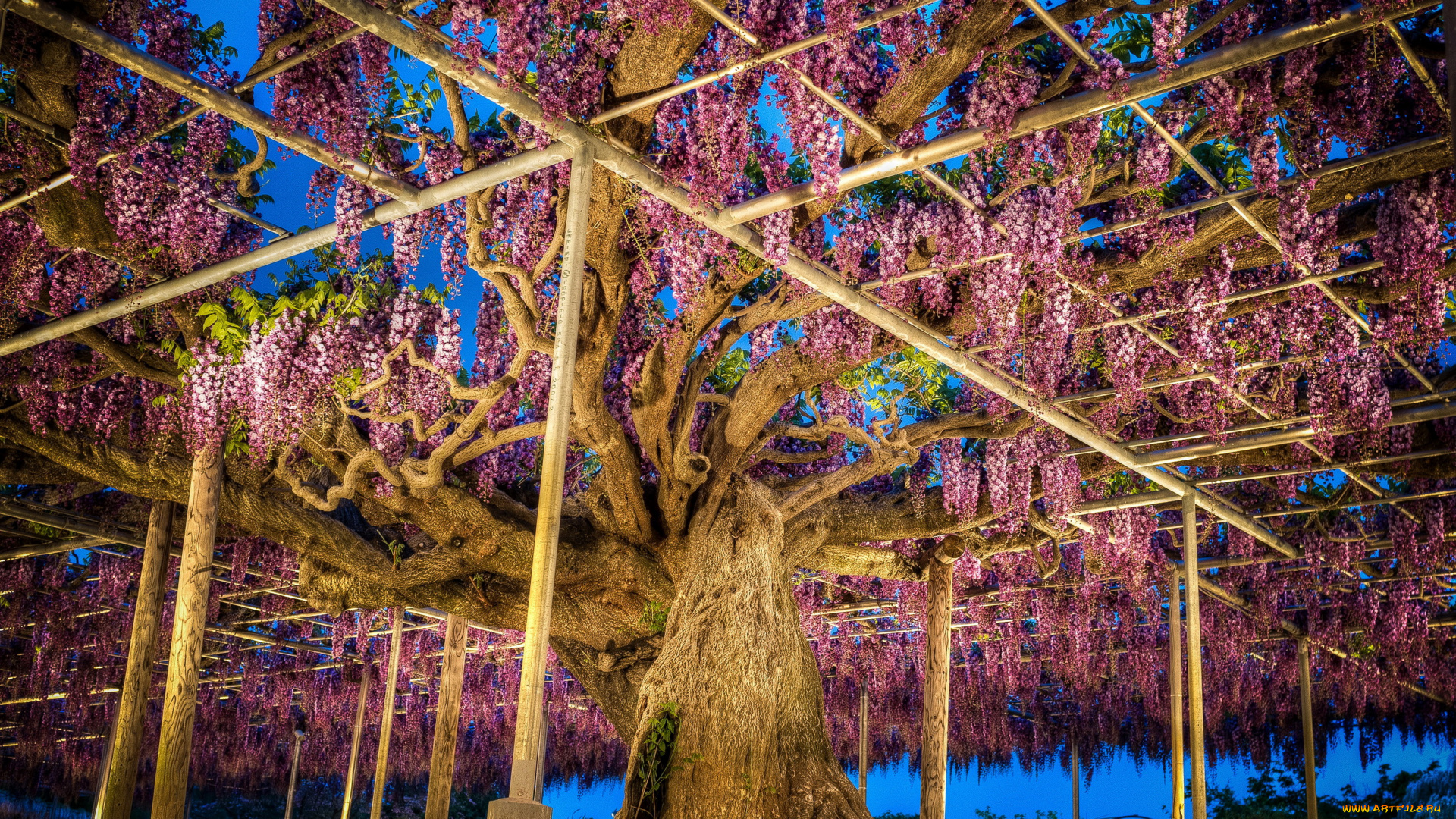 japan, ashikaga, flower, park, природа, парк, глициния, Япония