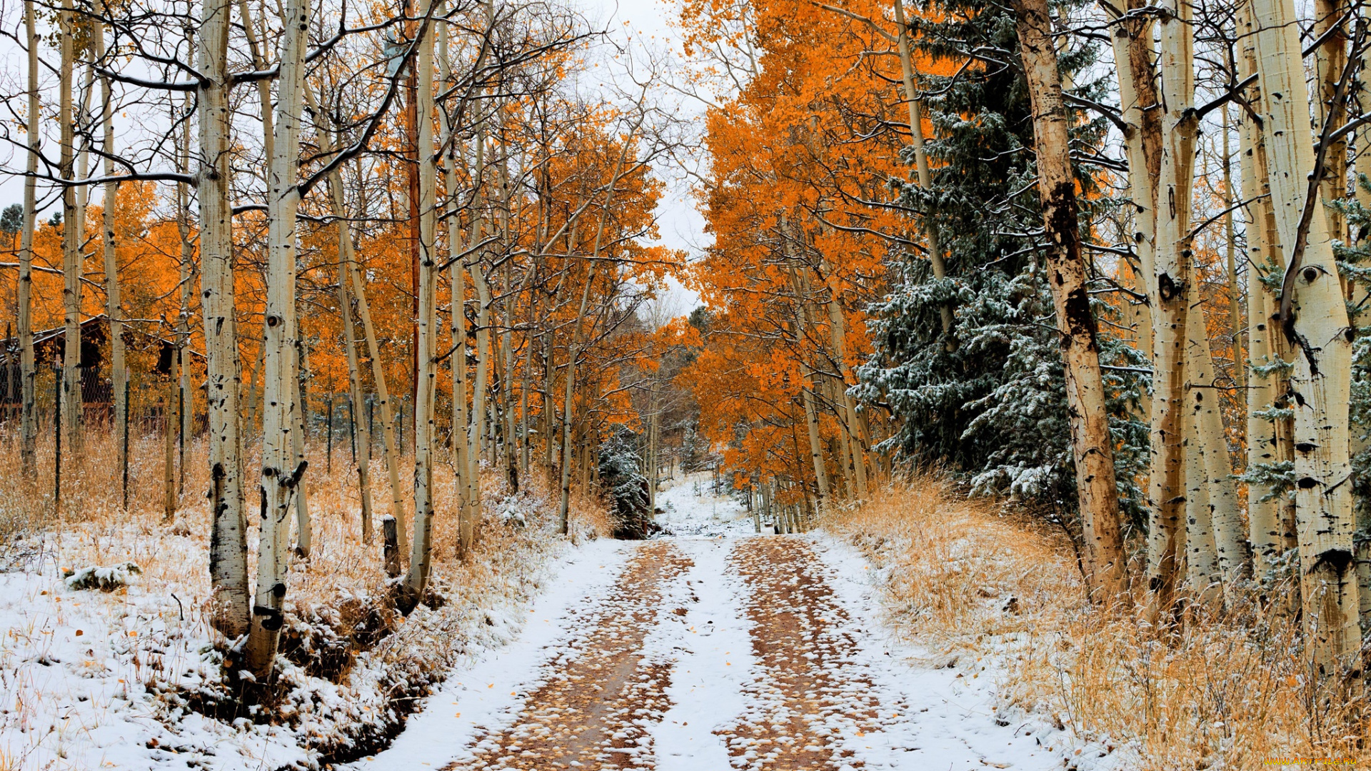 природа, дороги, осень, деревья, снег