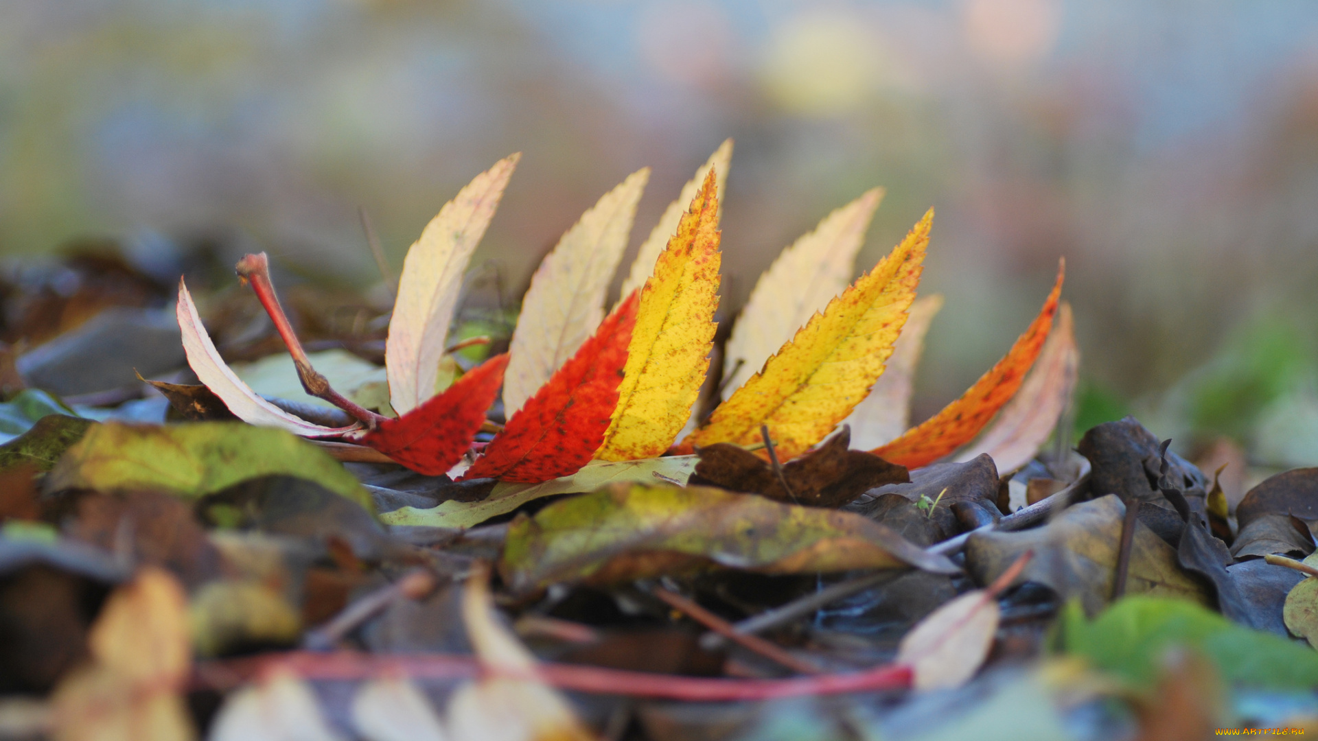 природа, листья, макро, осень