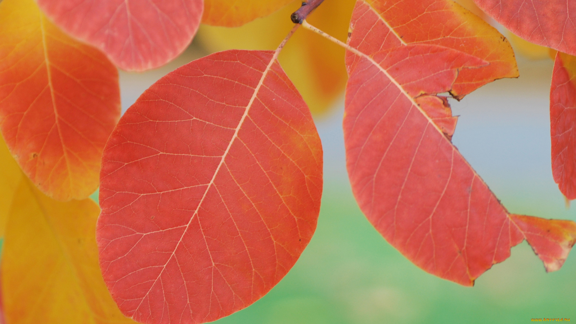 природа, листья, оранжевые, осень, макро