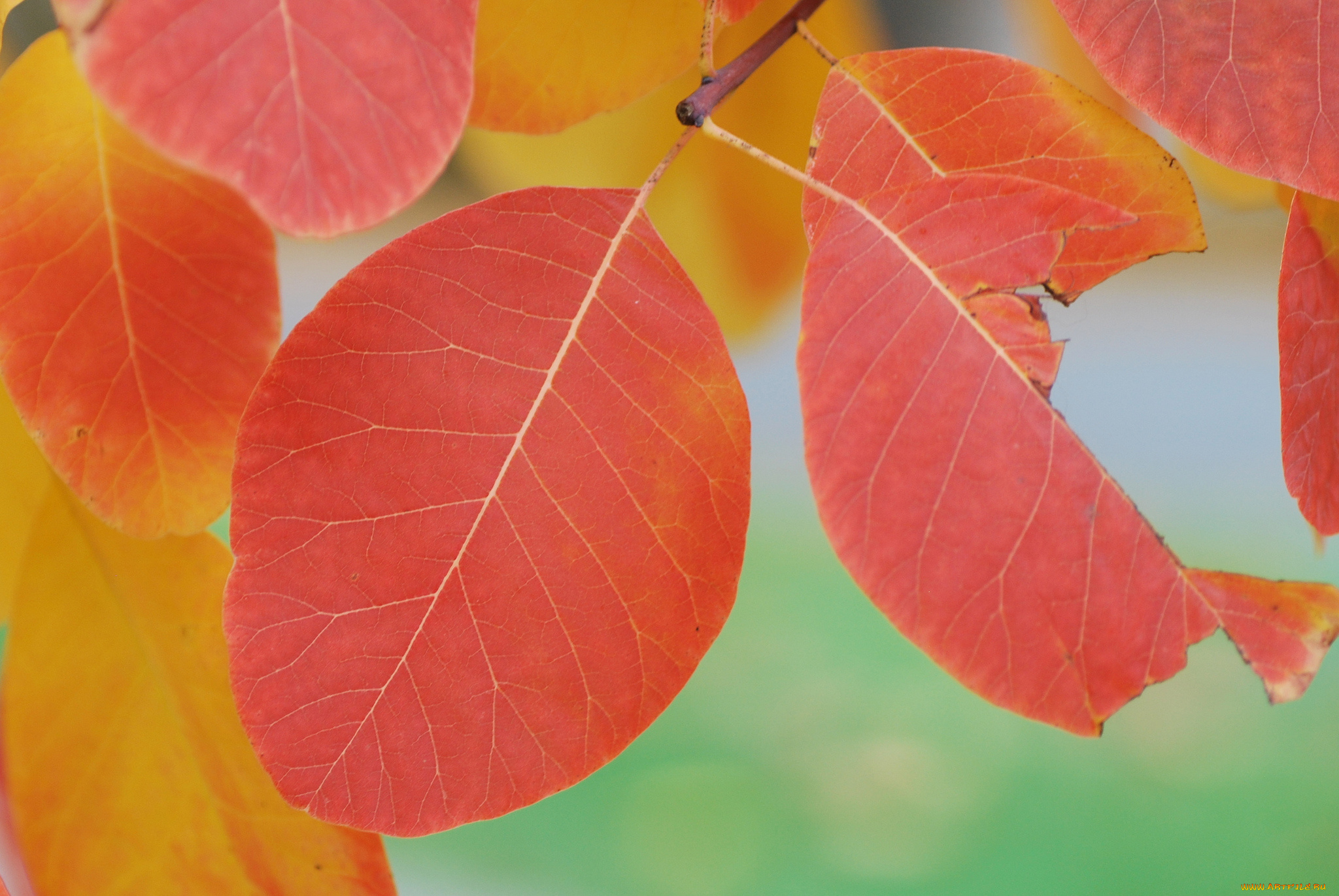 природа, листья, оранжевые, осень, макро