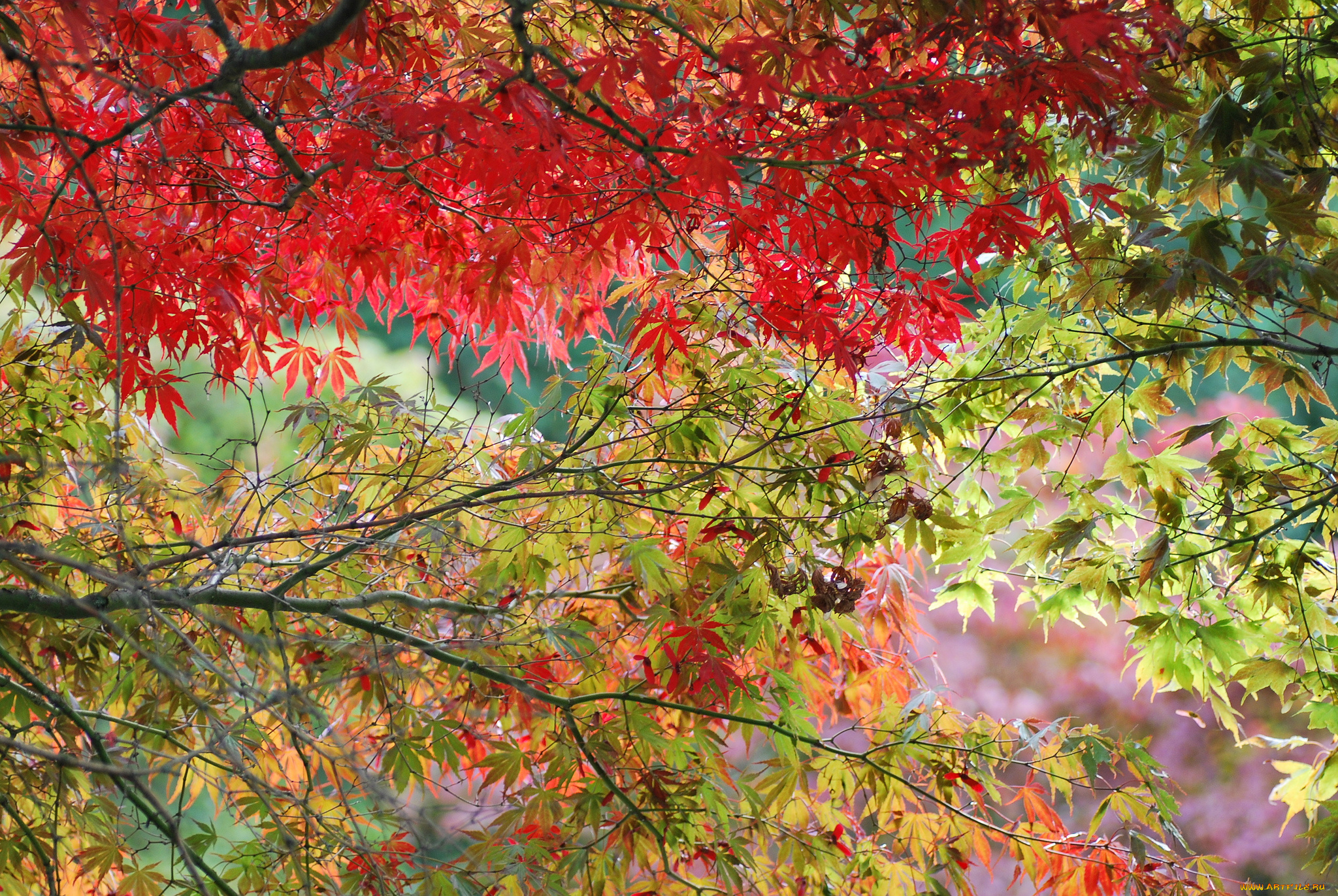 природа, листья, осень, ветки, деревья