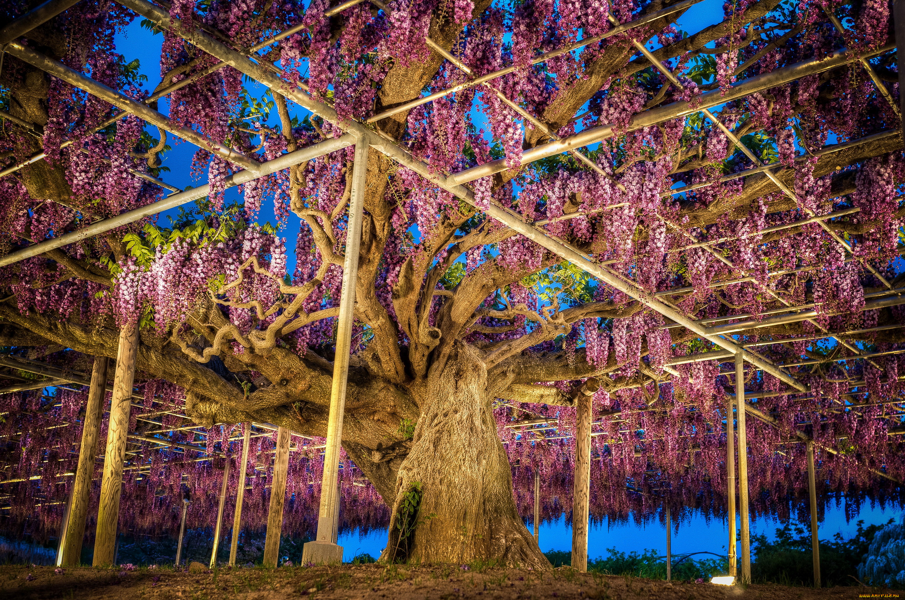 japan, ashikaga, flower, park, природа, парк, глициния, Япония