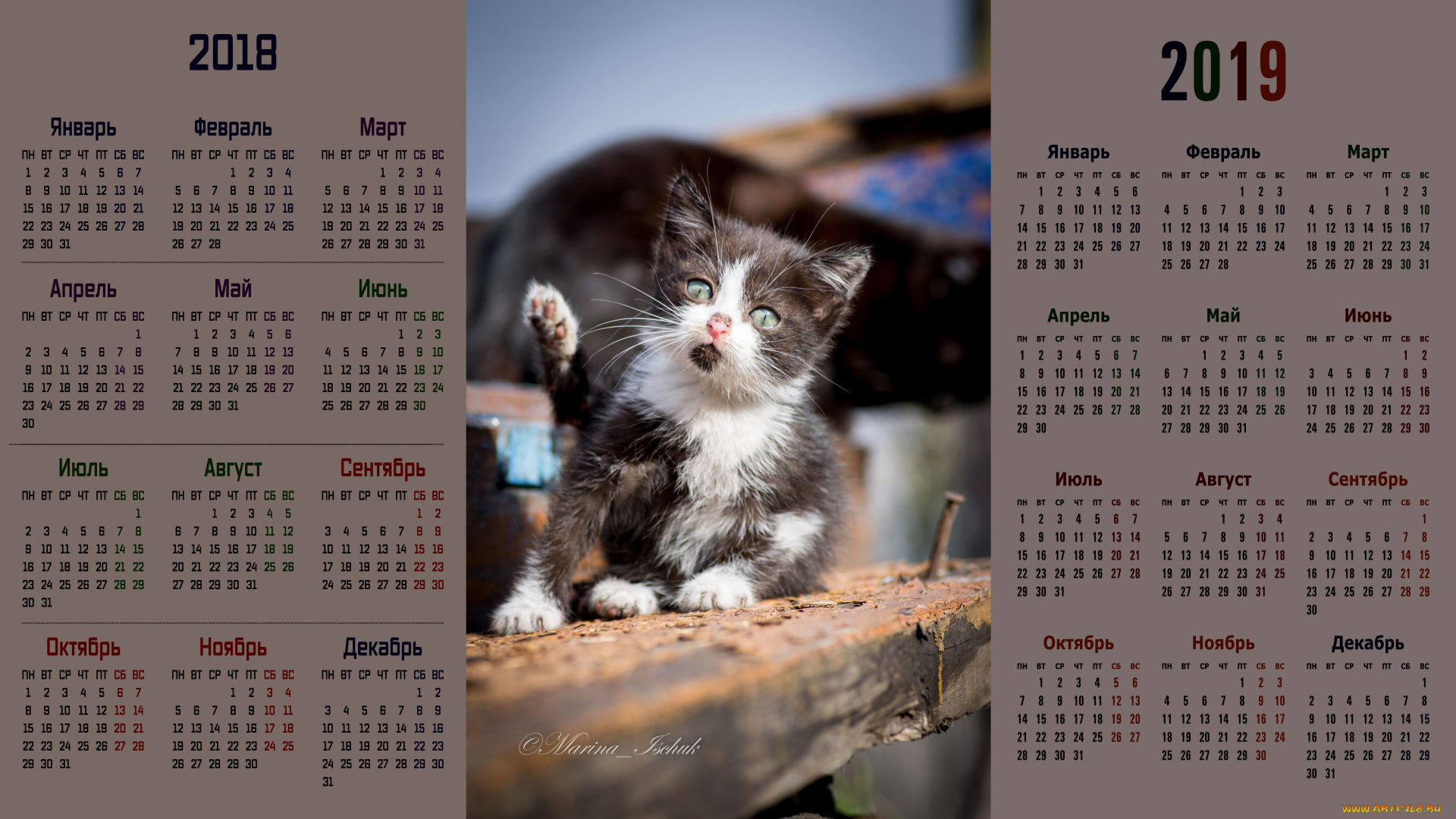 календари, животные, котенок, взгляд