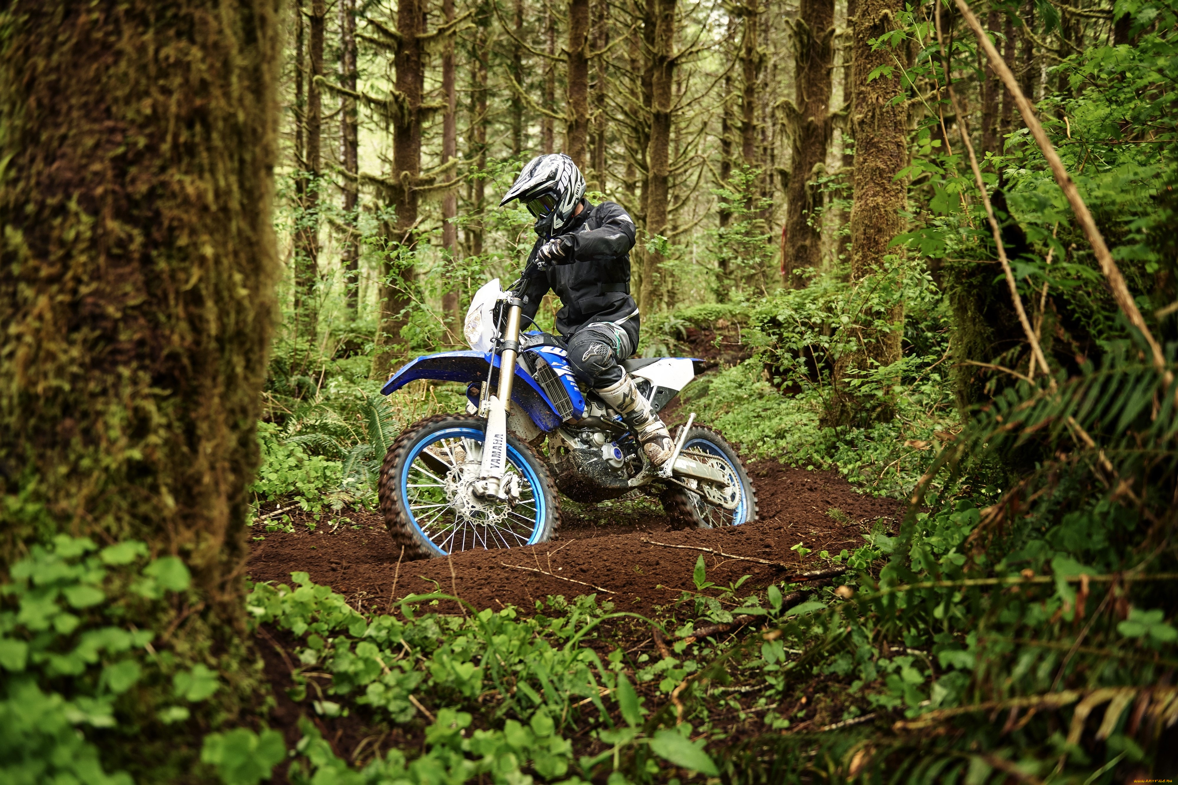 мотоцикл в лесу фото