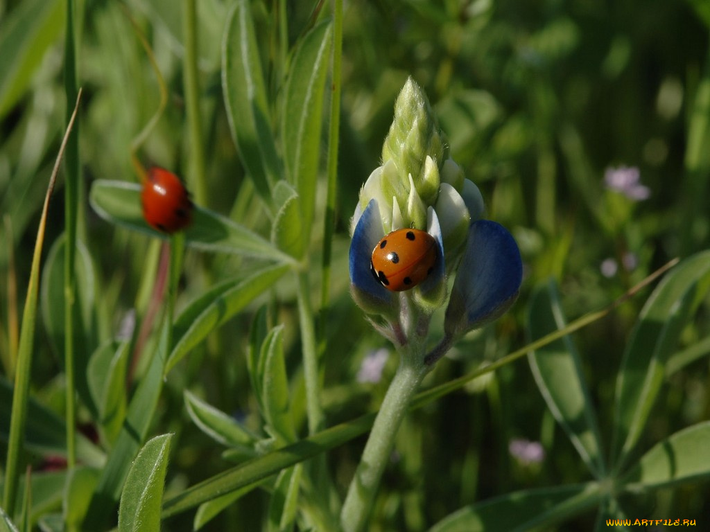 bluebonnetladies, животные, божьи, коровки