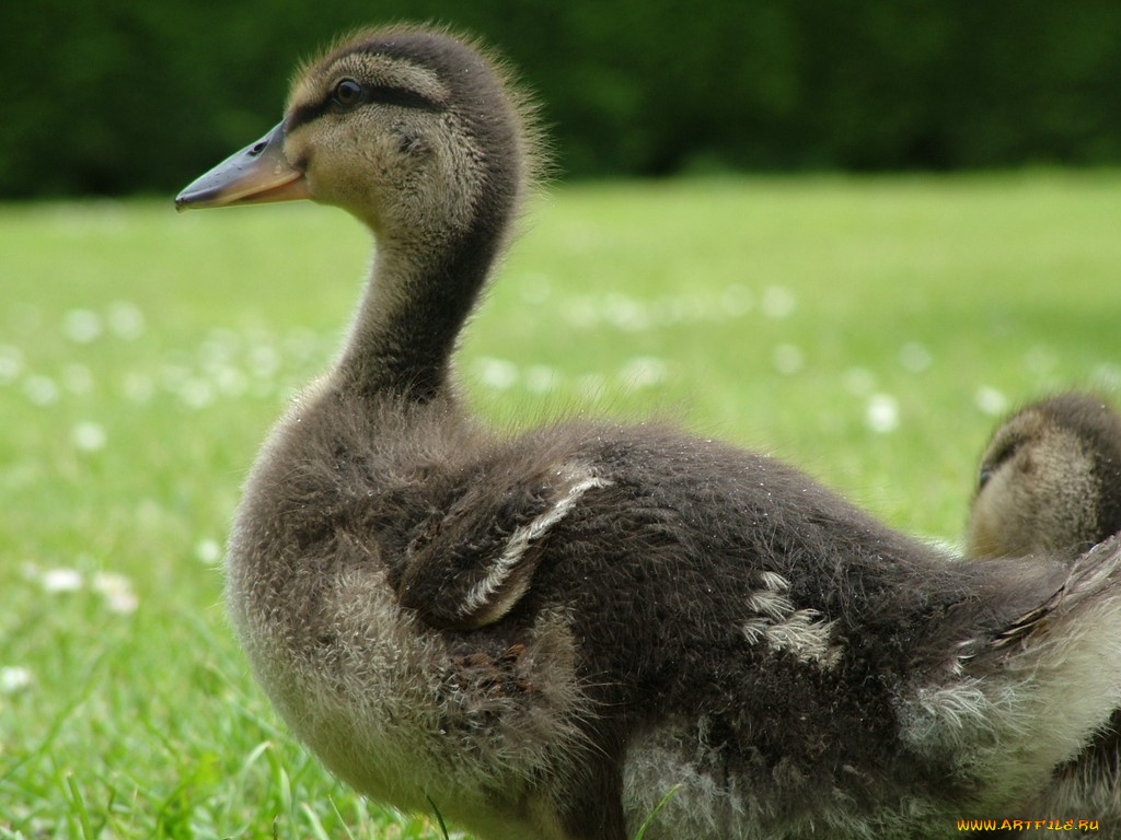 duckling, животные, утки