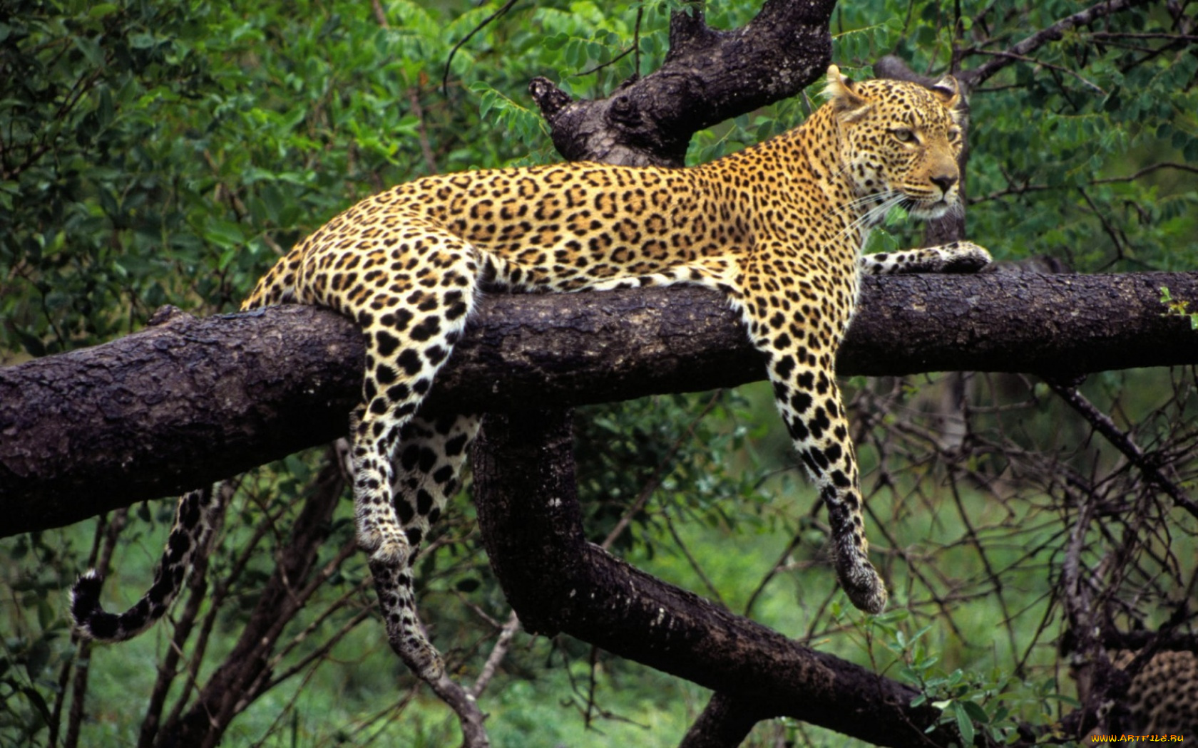 животные, леопарды, леопард, дерево, отдых