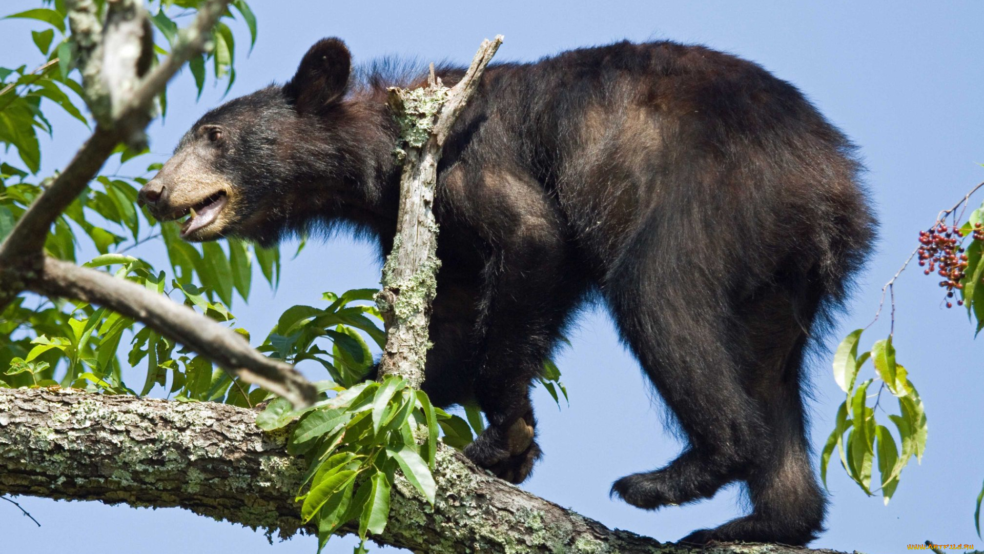 животные, медведи, bear