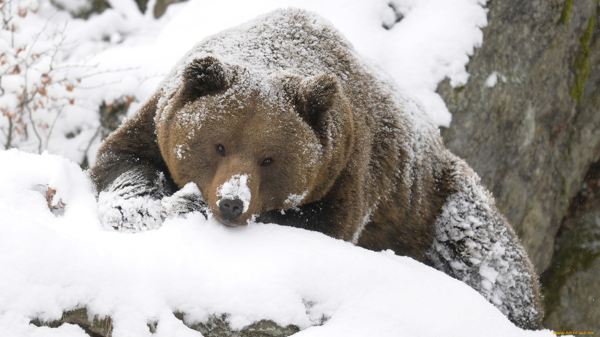 животные, медведи, снег, зима