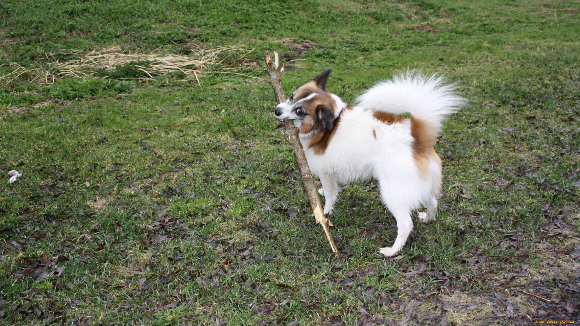 животные, собаки, палка, dog