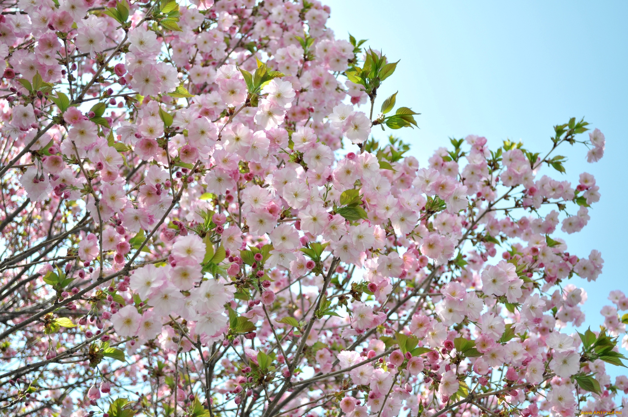 цветы, сакура, вишня, розовый, нежность