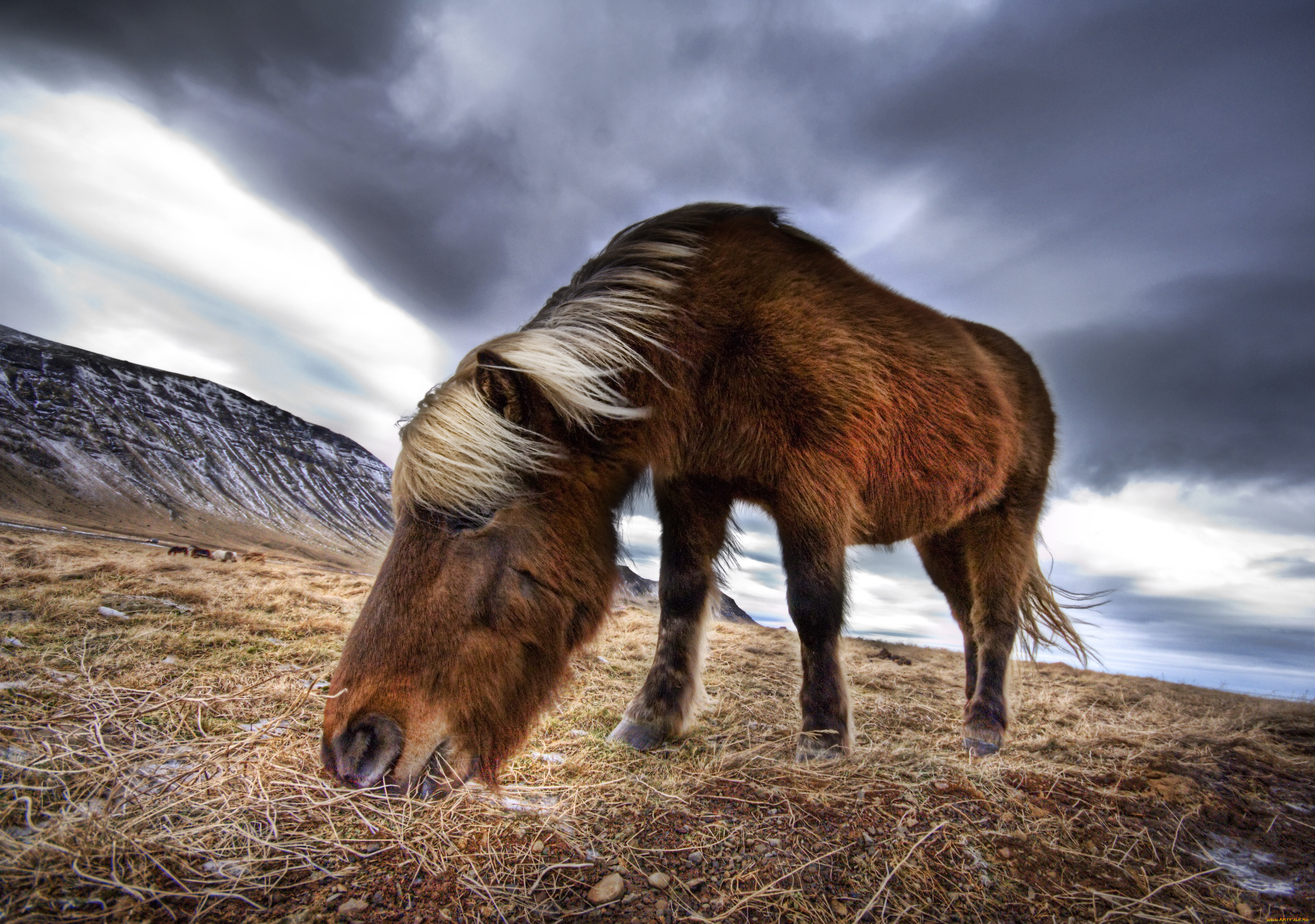 животные, лошади, horse