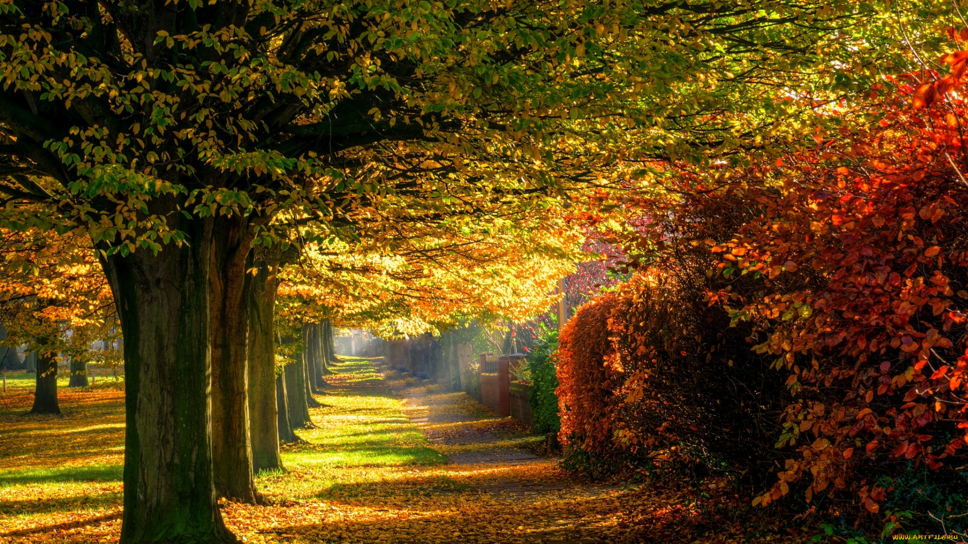 природа, парк, осень, листья, дорога, лес, деревья