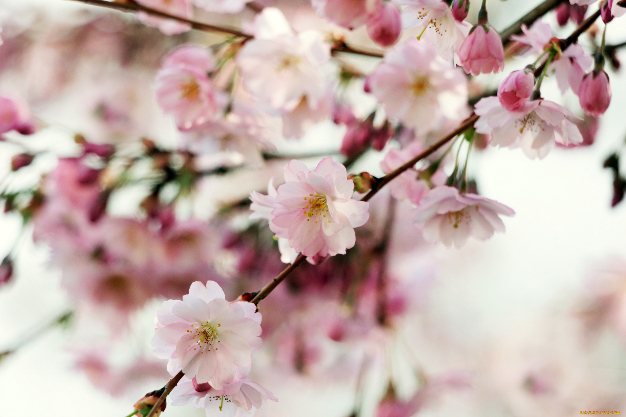 цветы, сакура, , вишня, макро, весна, нежность