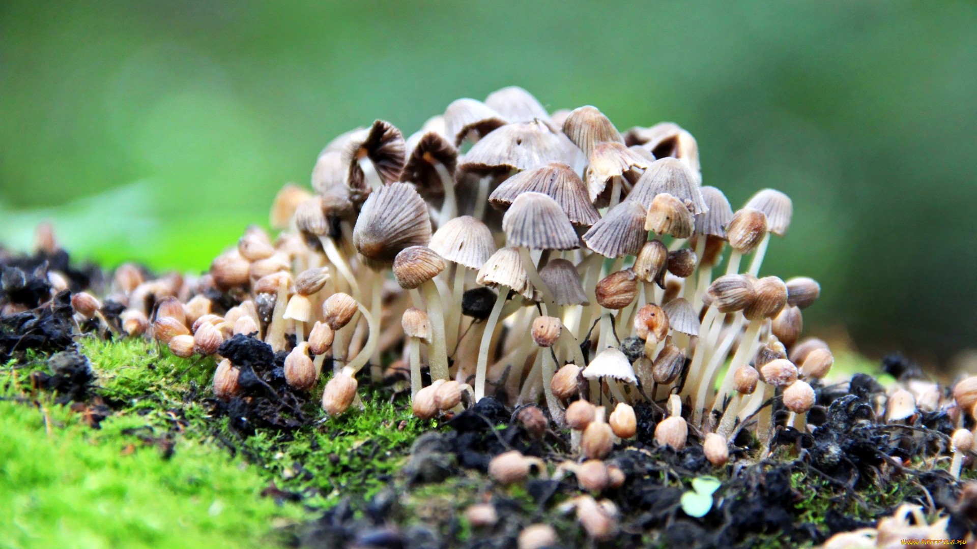 природа, грибы, мелкие, много, семейка