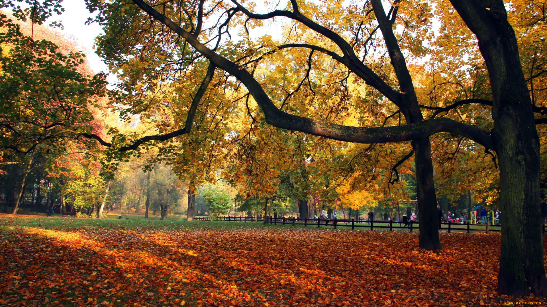 природа, парк, осень, лужайка, листья