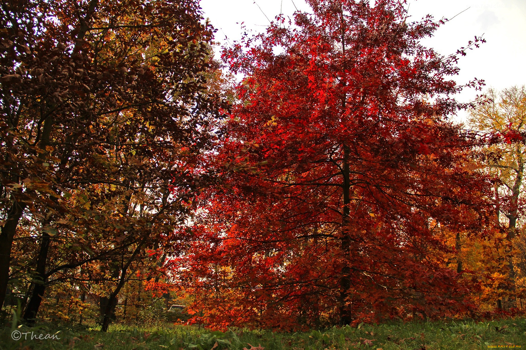 природа, деревья, осень