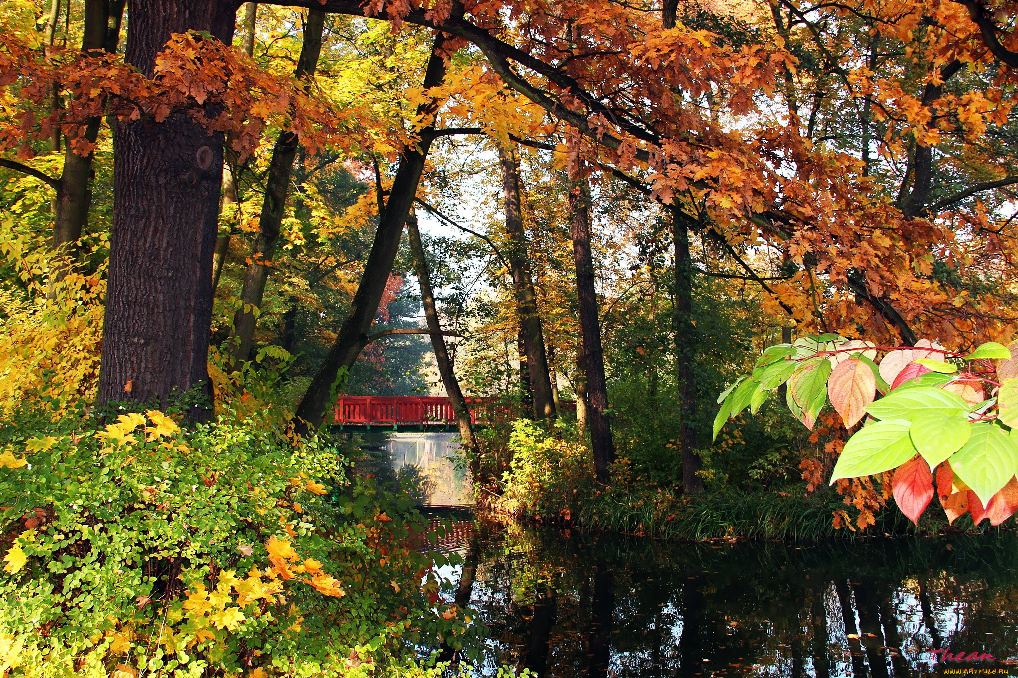 природа, парк, водоем, мостик, деревья, осень