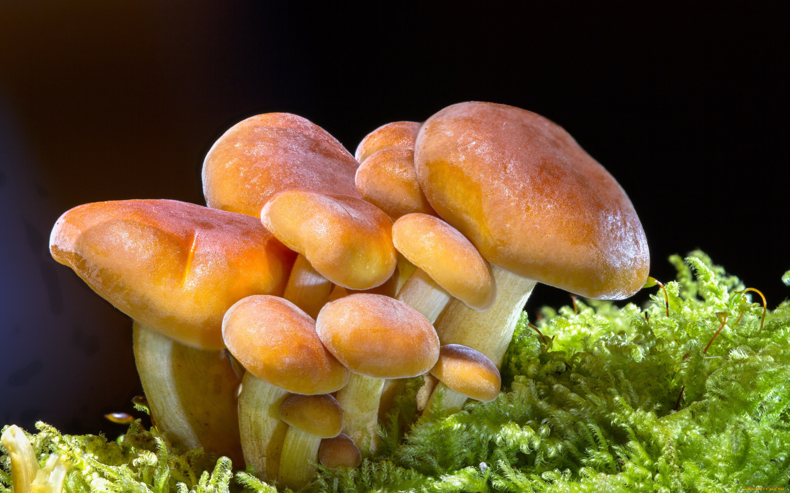 природа, грибы, растет, в, зеленом, мху, семейство, грибов