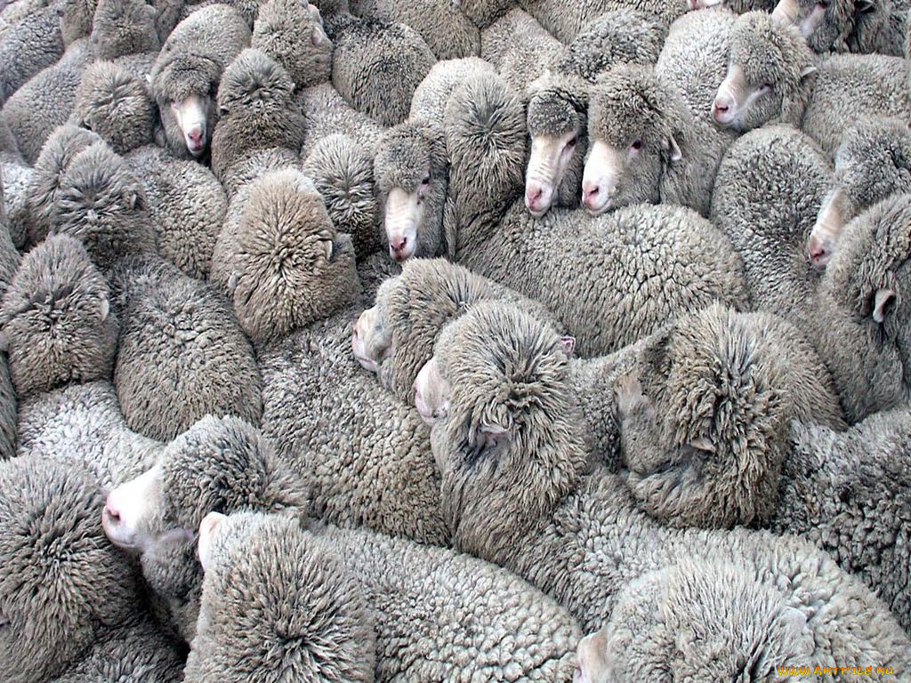 животные, овцы, бараны