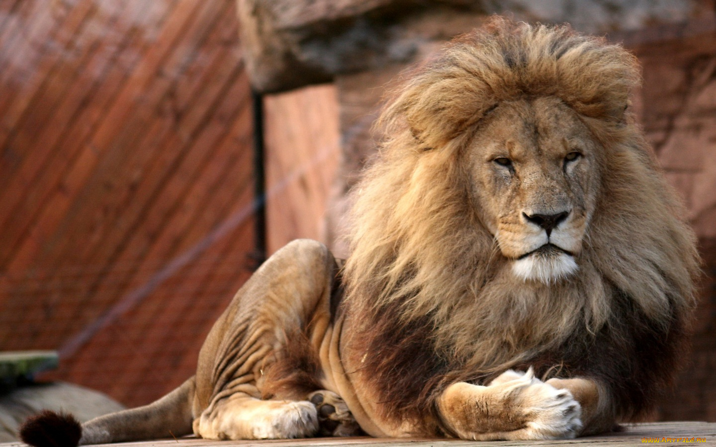 lion, colchester, zoo, essex, england, животные, львы