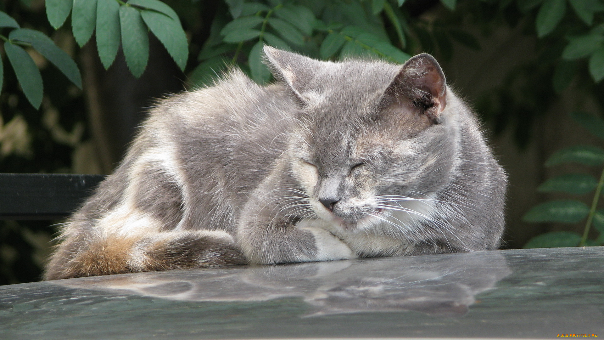 животные, коты