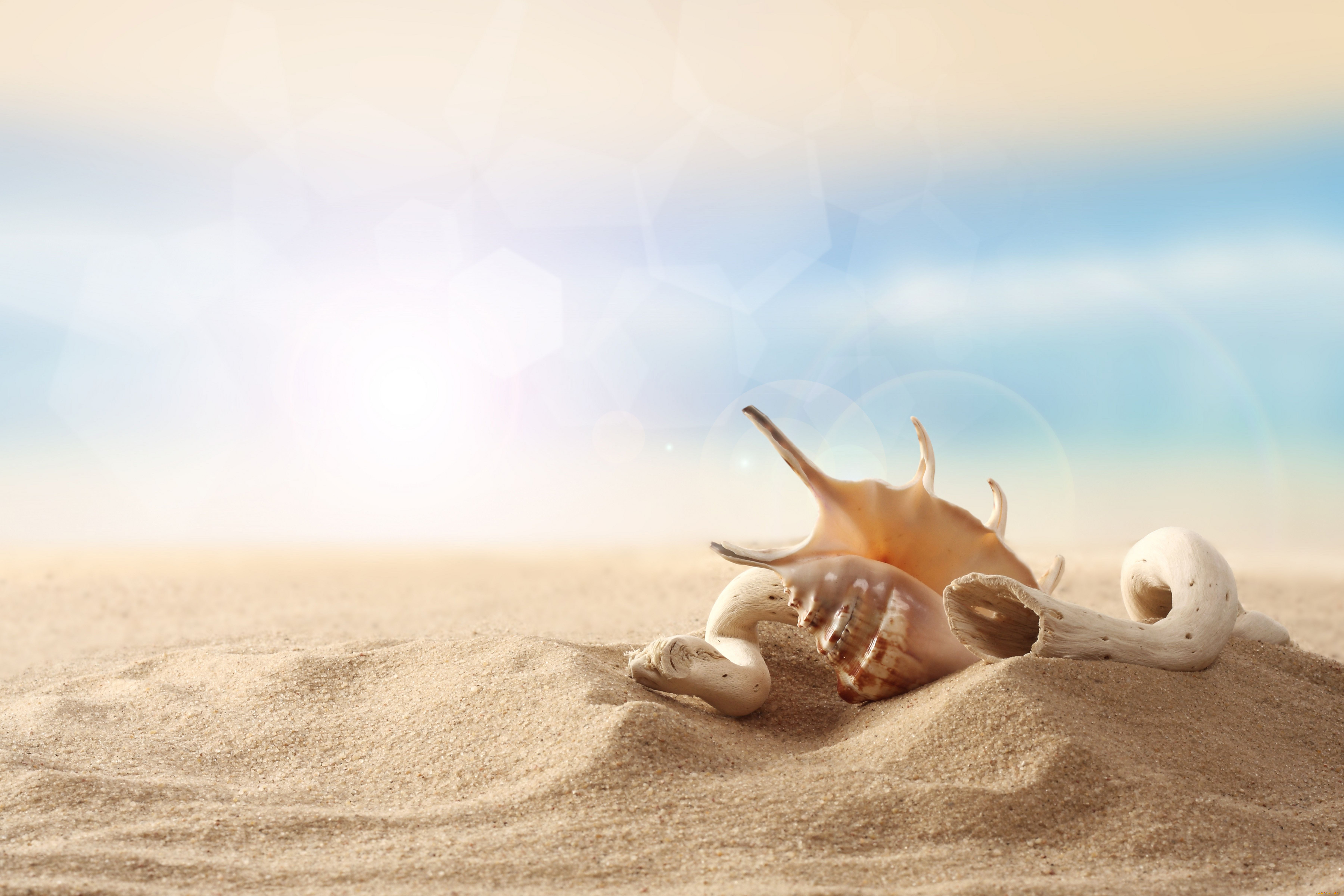 ракушка песок берег море бесплатно