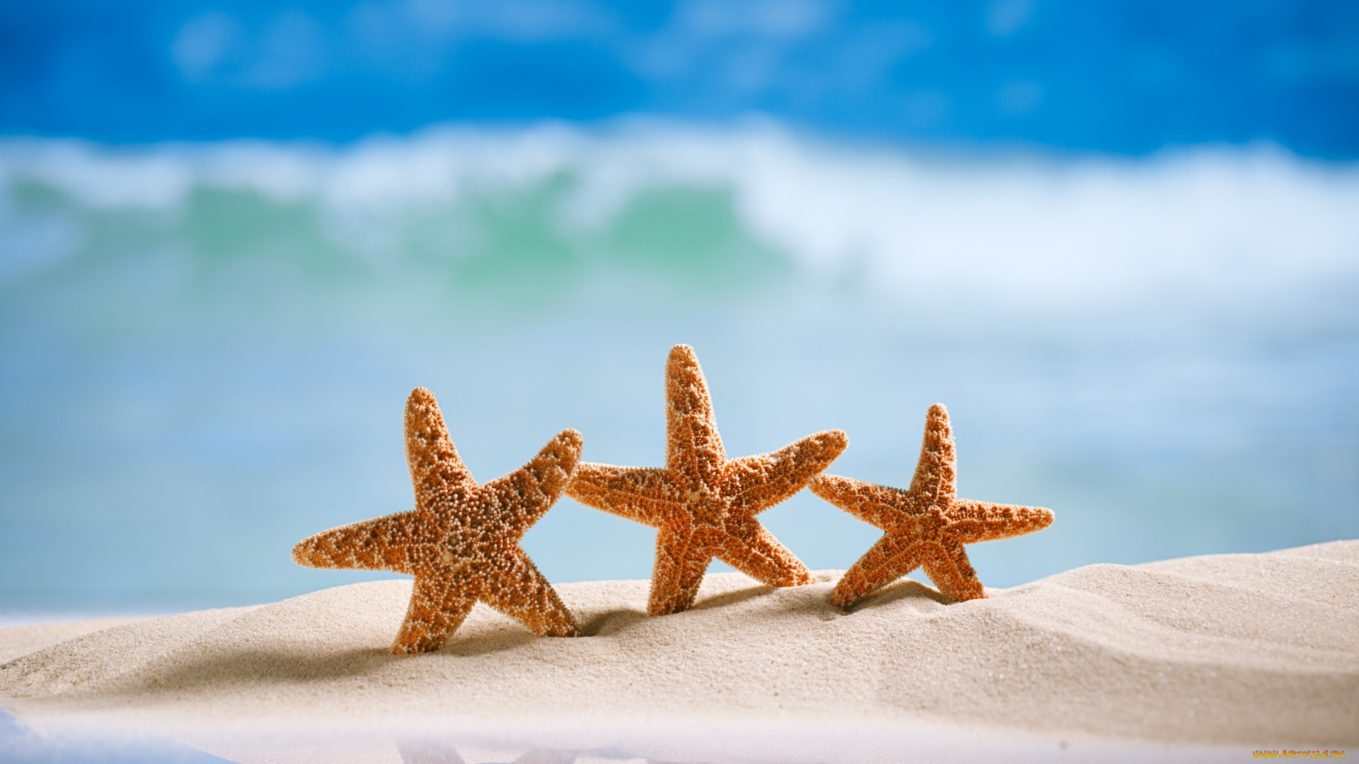 разное, ракушки, , кораллы, , декоративные, и, spa-камни, пляж, summer, песок, морская, звезда, sand, starfishes, море, vacation, sea, beach