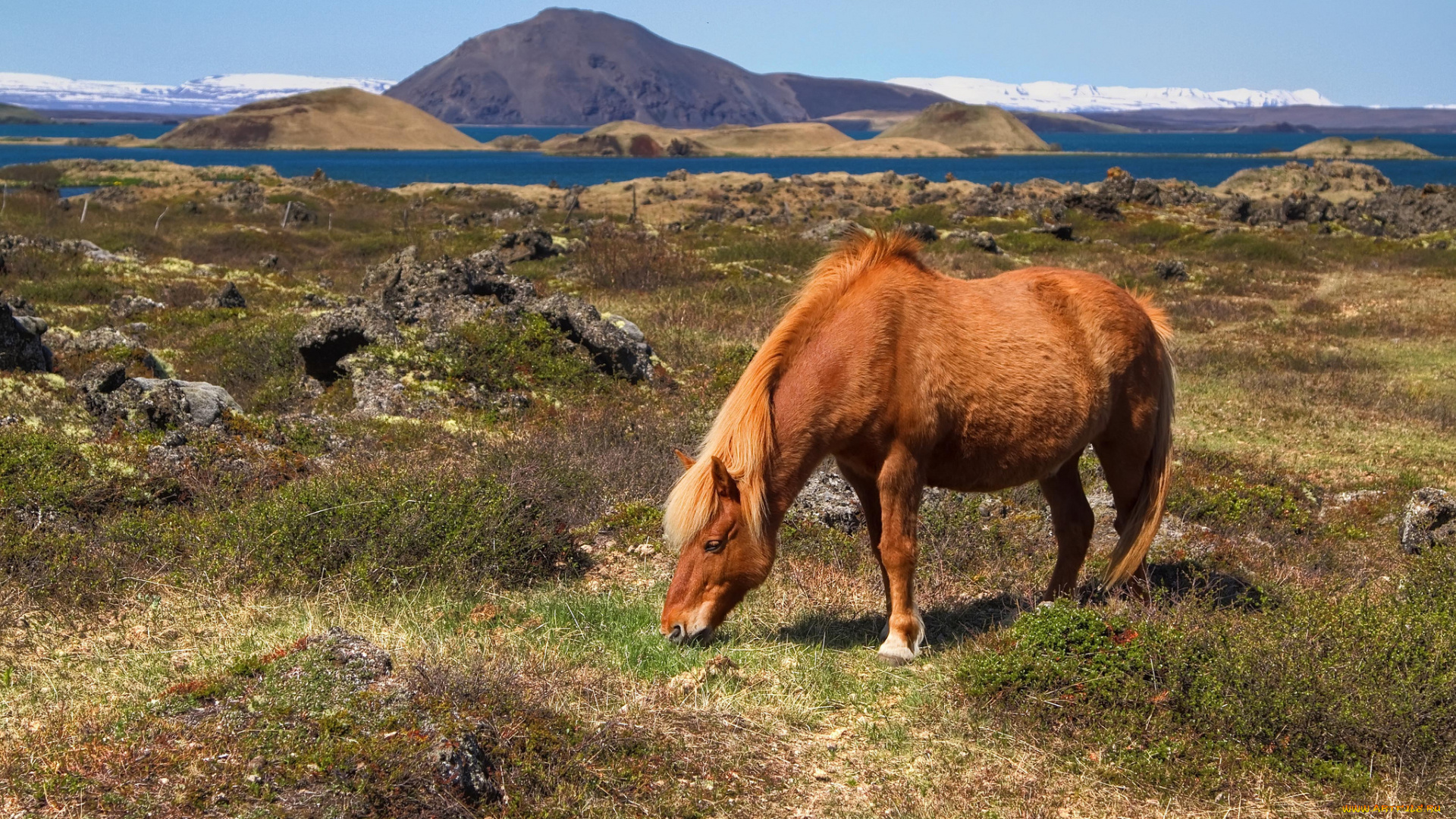 животные, лошади, лошадь, пастбище, залив, холмы, горы, исландия