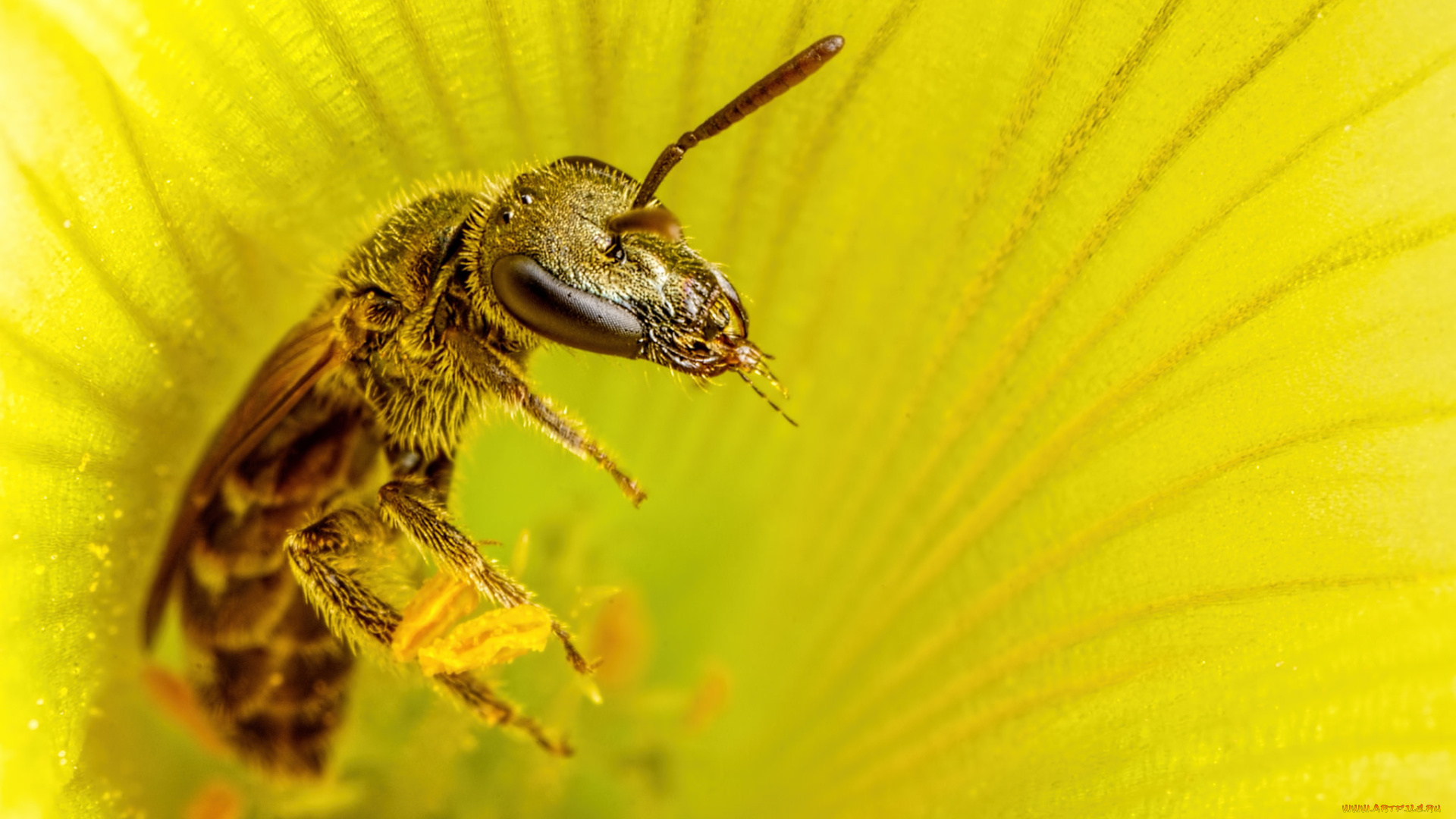животные, пчелы, , осы, , шмели, пчела, жёлтый, цветок, макро