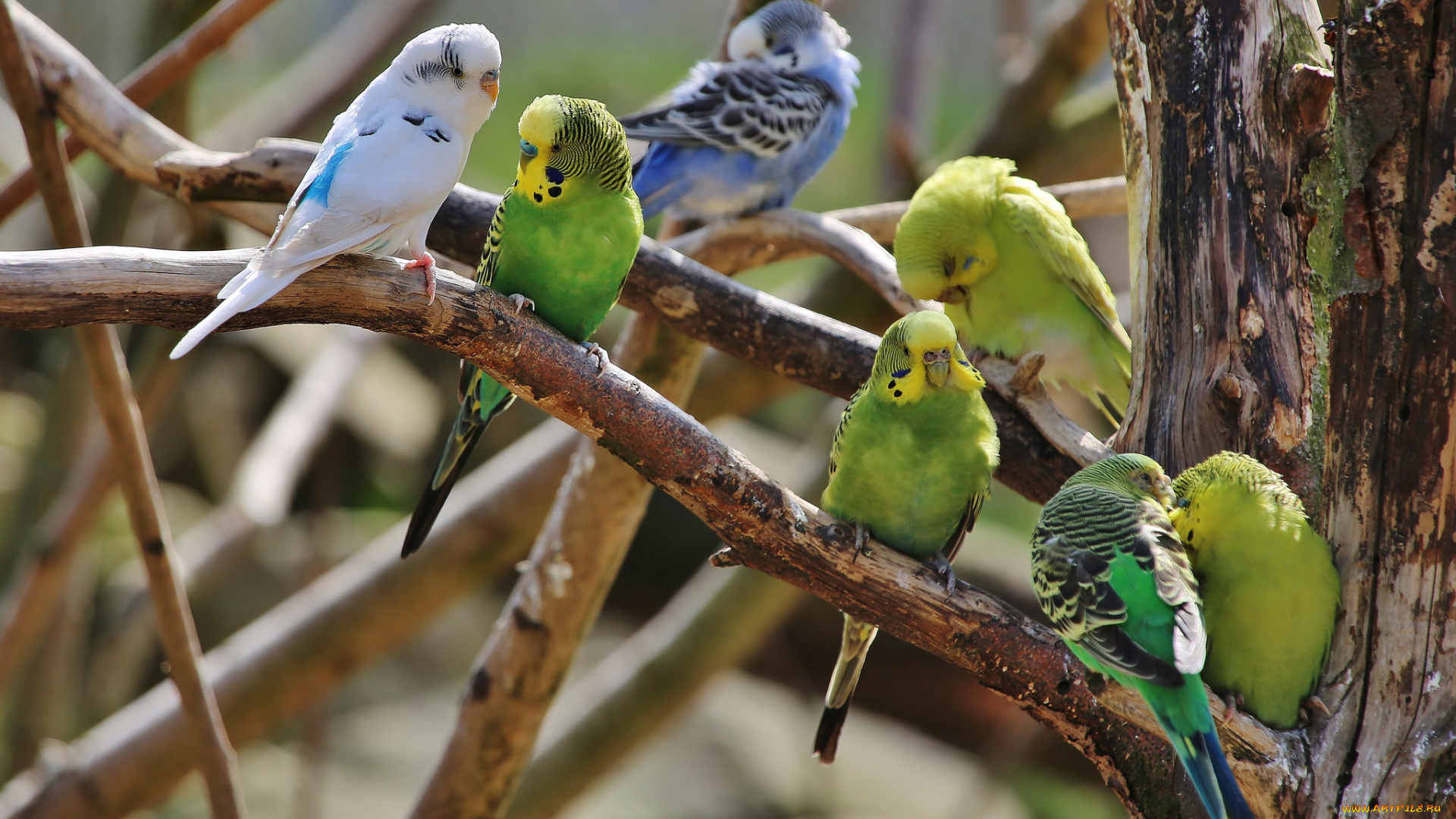 животные, попугаи, разноцветные, птицы, волнистые, ветки, дерево