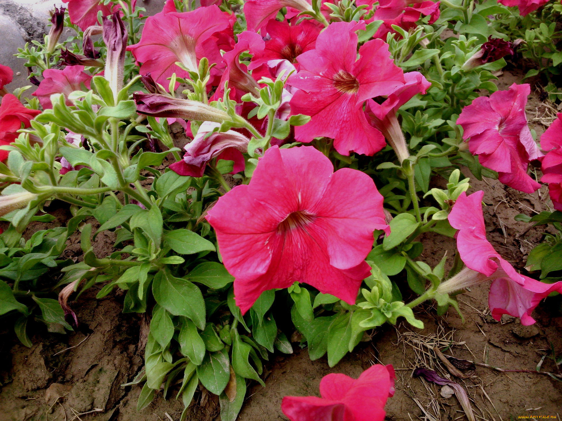цветы, петунии, , калибрахоа, розовый