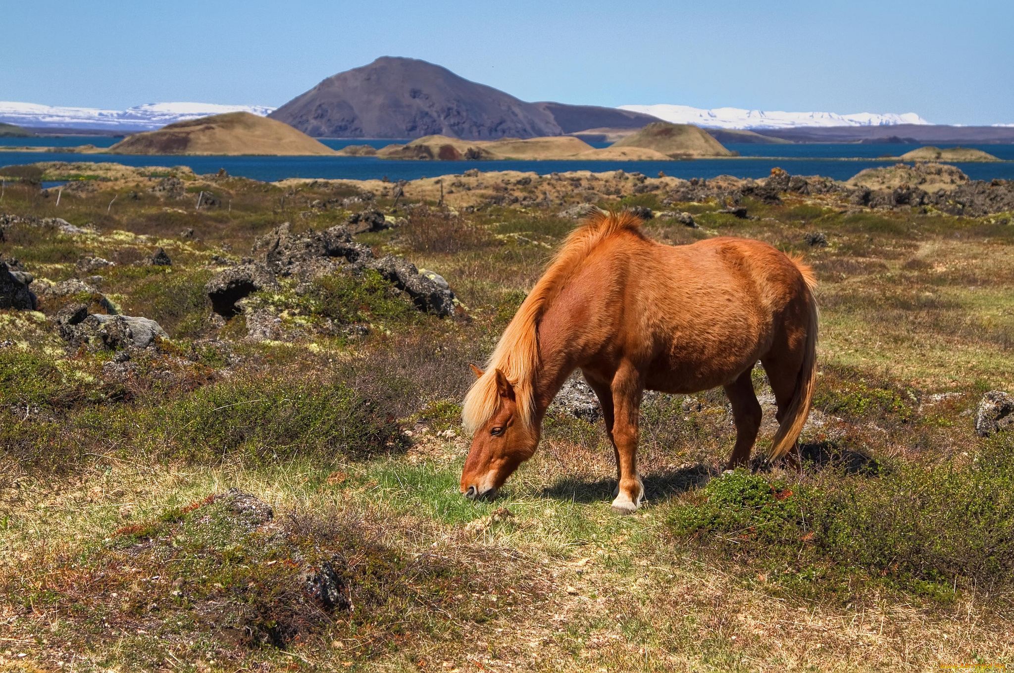животные, лошади, лошадь, пастбище, залив, холмы, горы, исландия