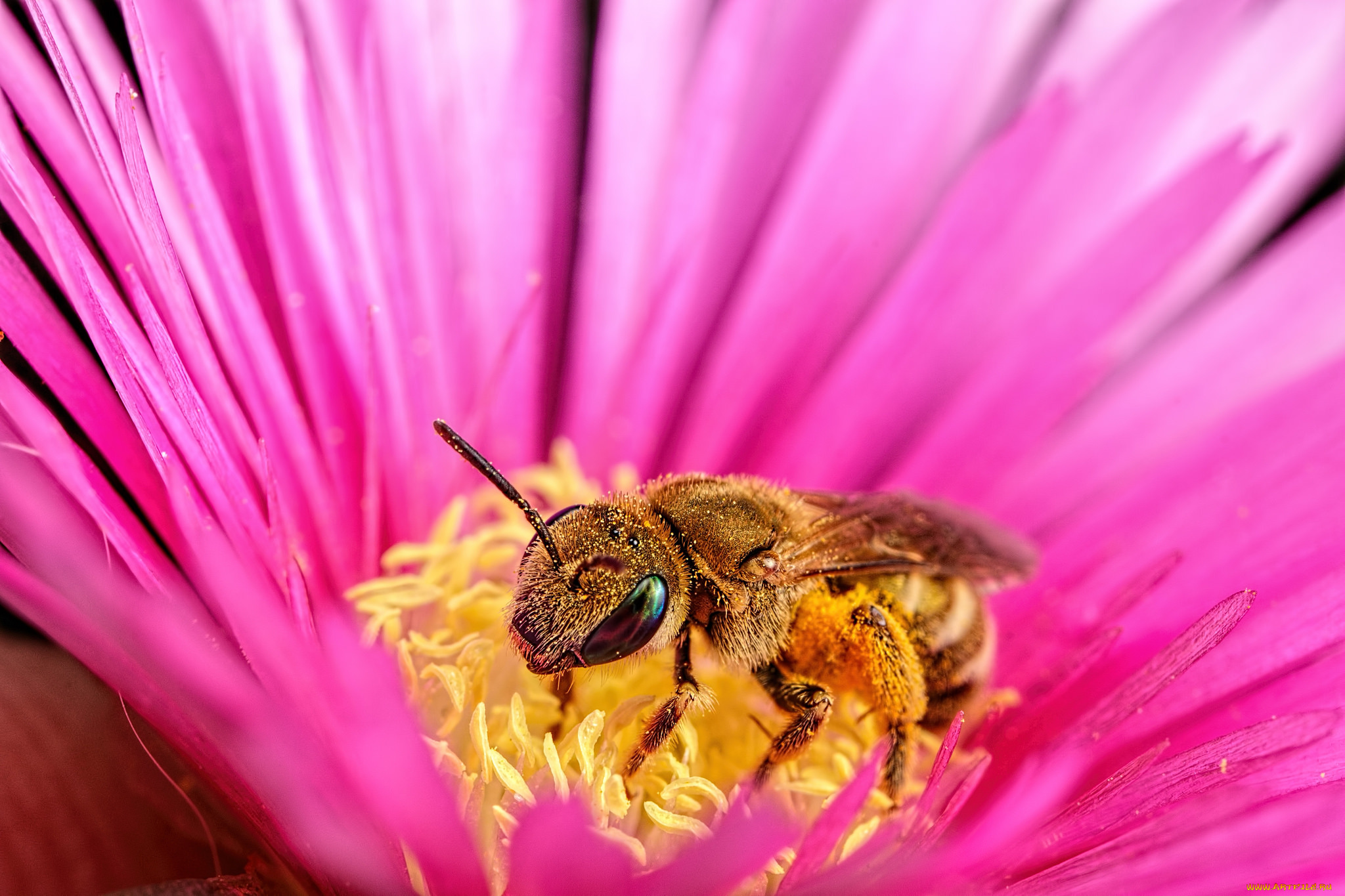 животные, пчелы, , осы, , шмели, лепестки, макро, цветок, пчела
