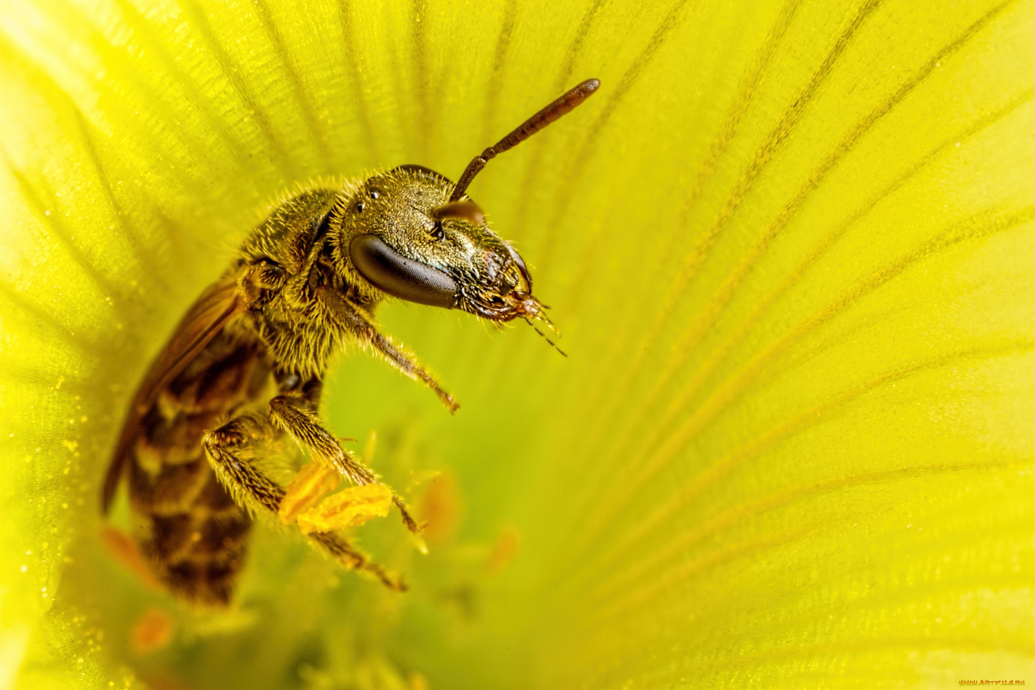животные, пчелы, , осы, , шмели, пчела, жёлтый, цветок, макро
