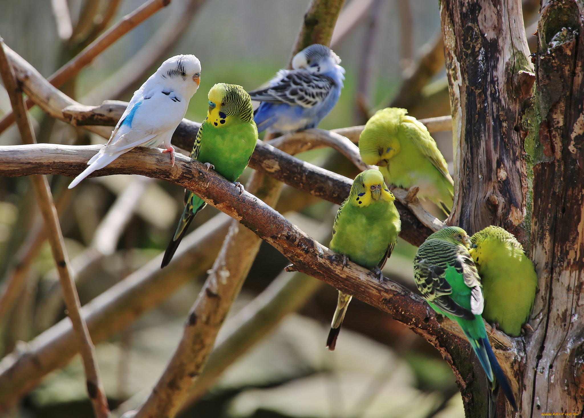 животные, попугаи, разноцветные, птицы, волнистые, ветки, дерево