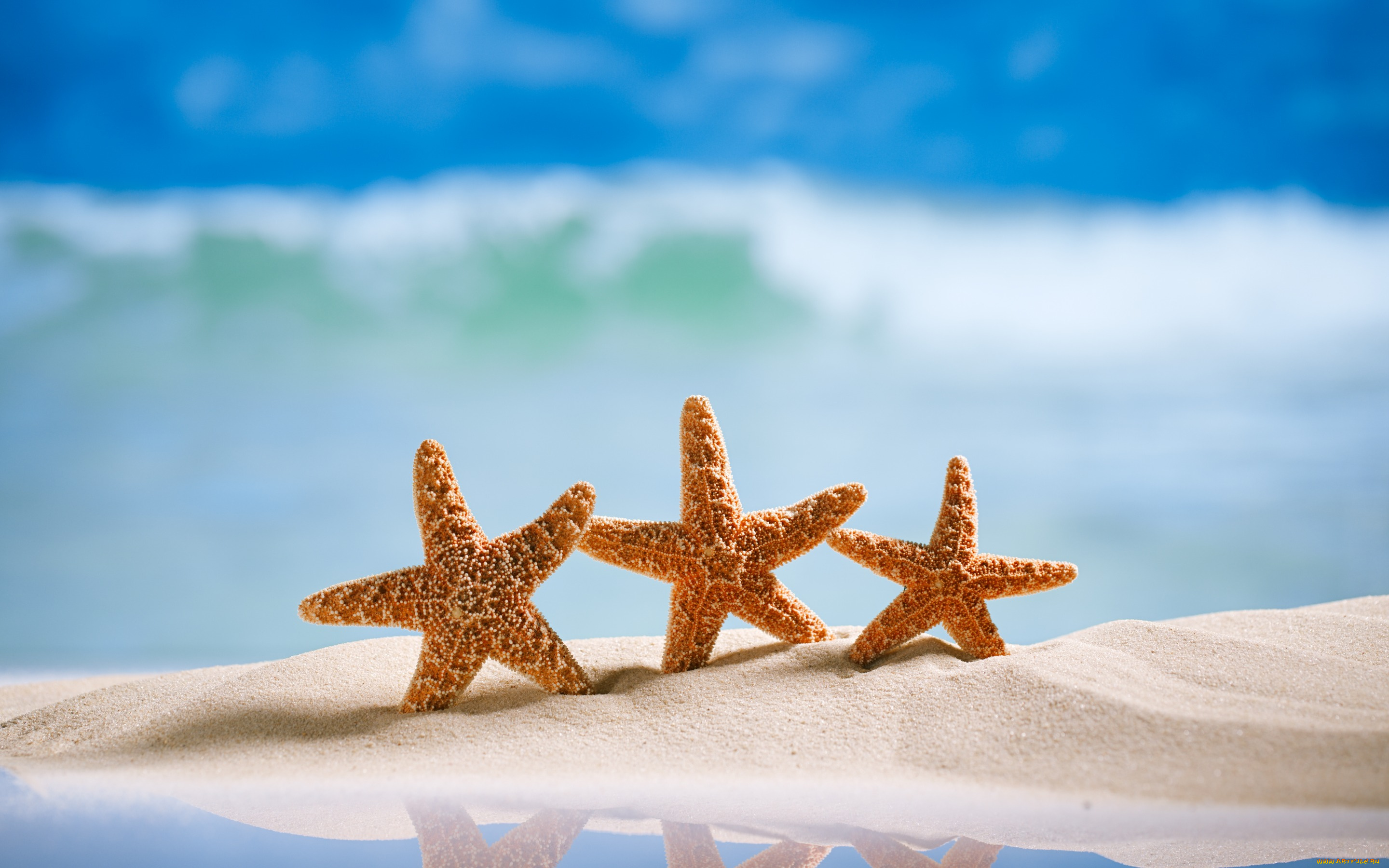 разное, ракушки, , кораллы, , декоративные, и, spa-камни, пляж, summer, песок, морская, звезда, sand, starfishes, море, vacation, sea, beach