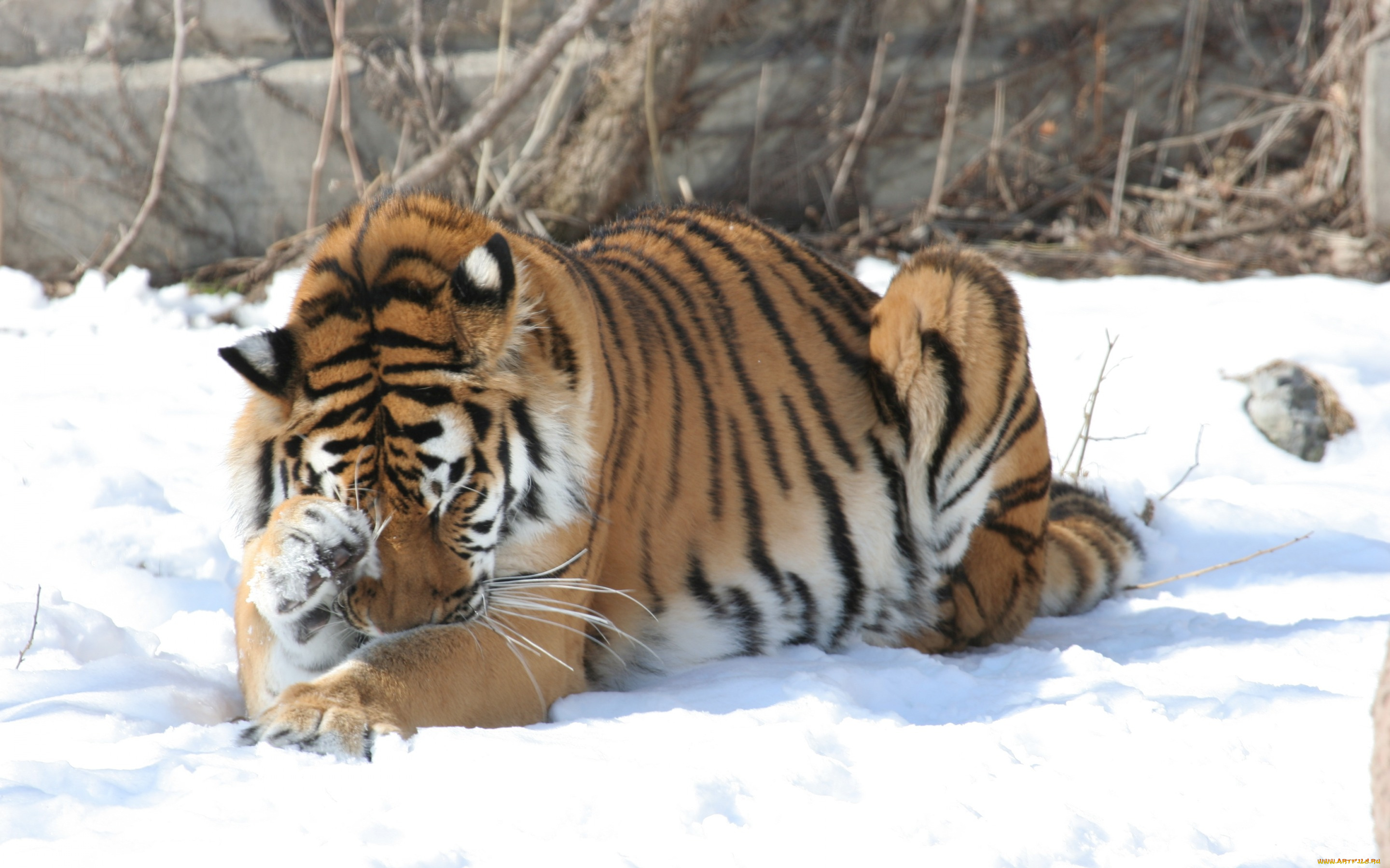 животные, тигры, амурский, зима, снег, тигр