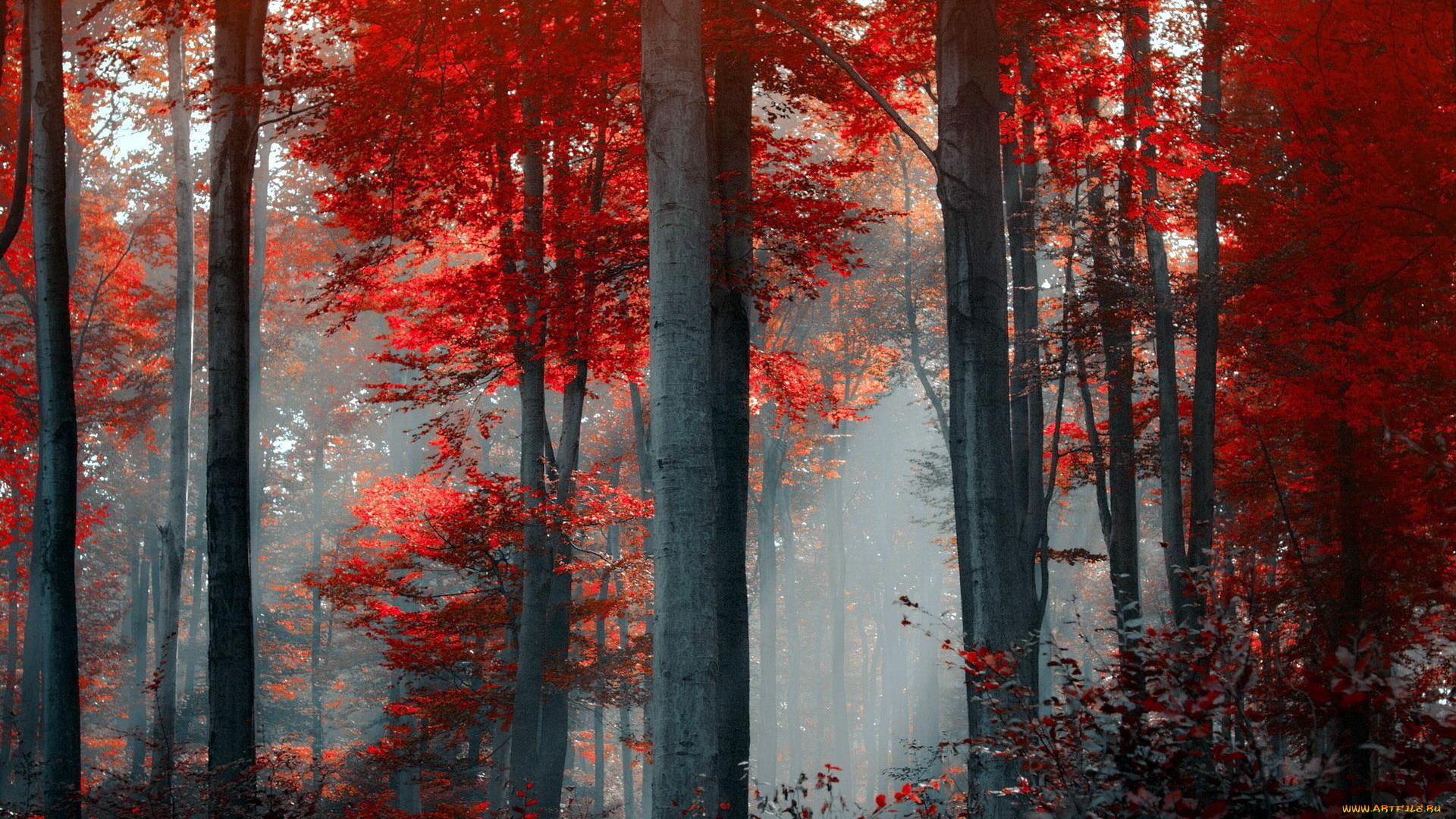 природа, лес, туман, осень, деревья