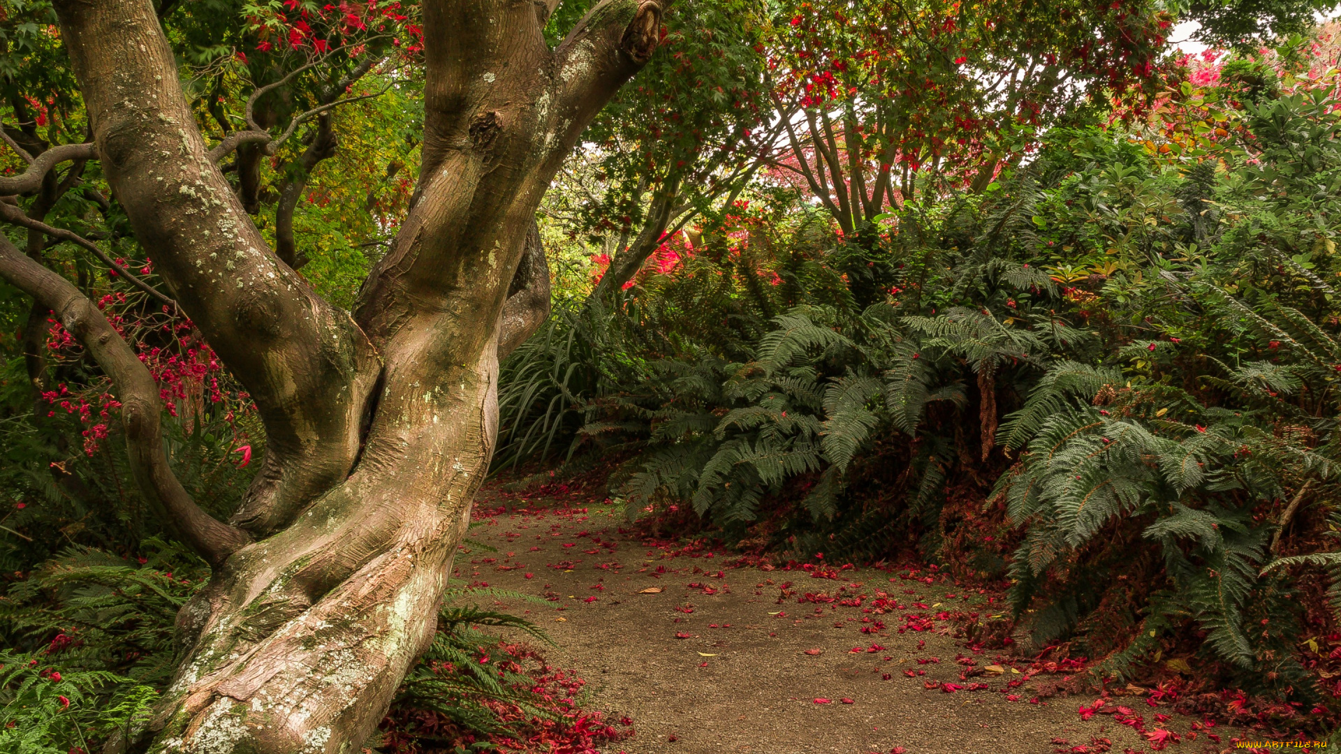 природа, парк, новая, зеландия, dunedin, botanic, gardens, otago, сад, тропинка, кусты, деревья